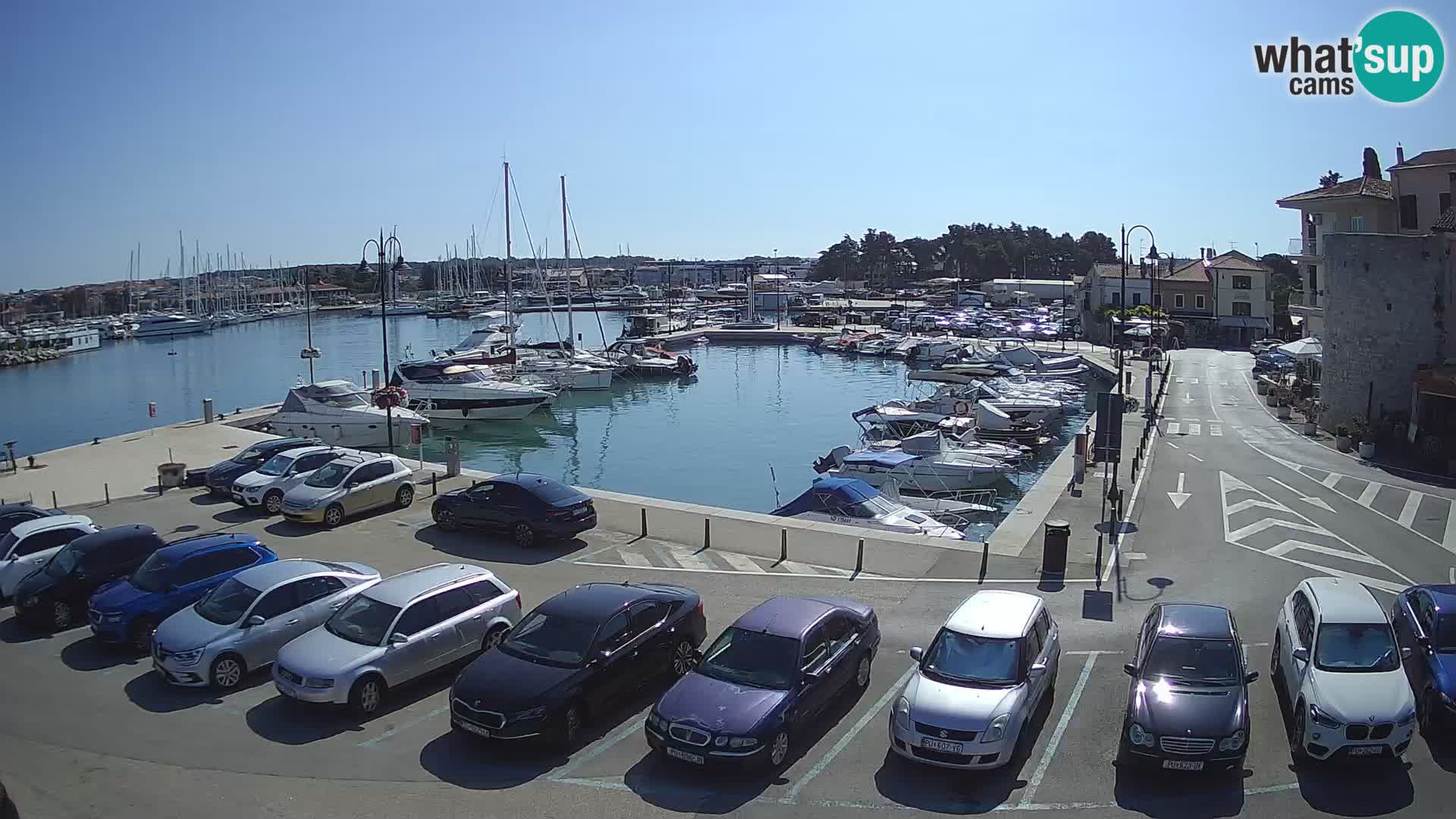 Novigrad | Porporela marina