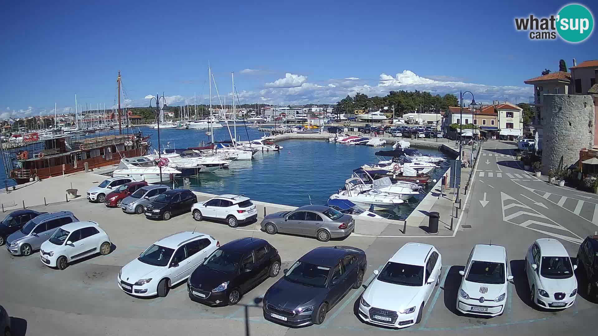 Novigrad | Porporela marina