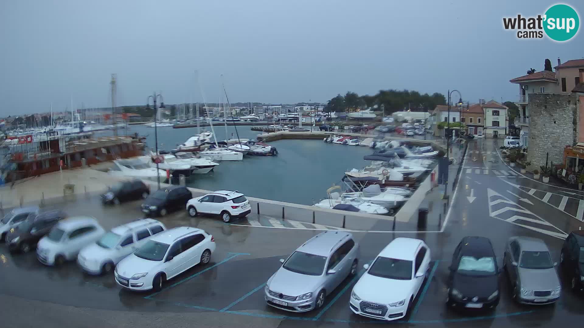 Novigrad | Porporela marina