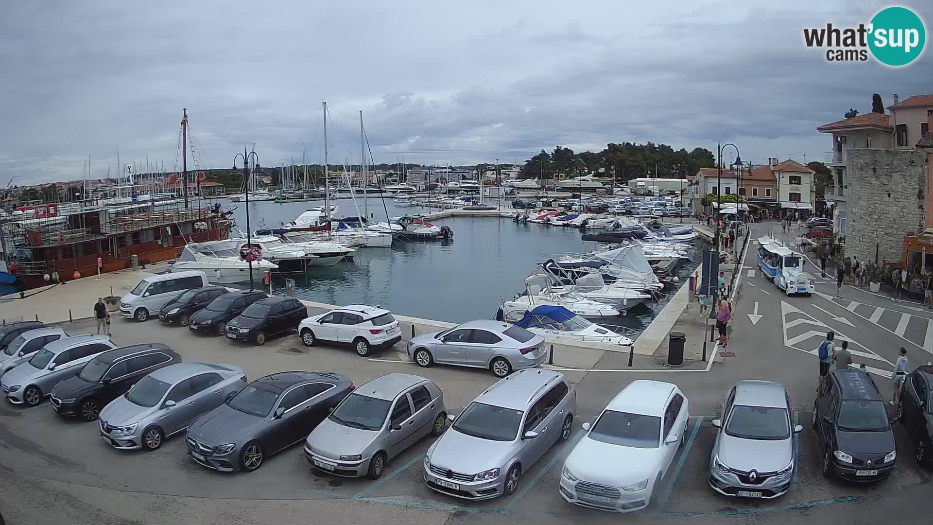 Novigrad | Porporela marina