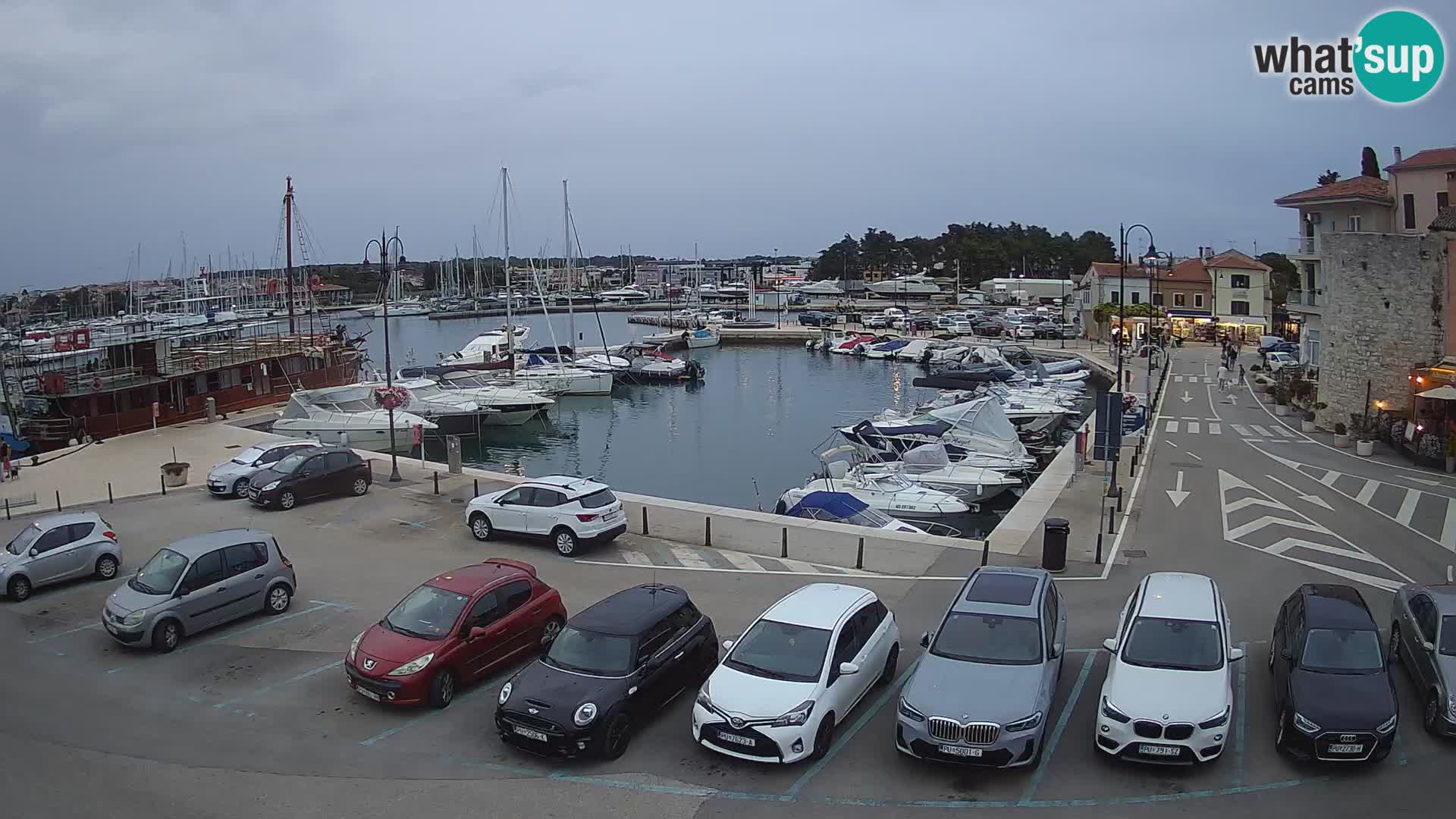 Novigrad | Porporela marina