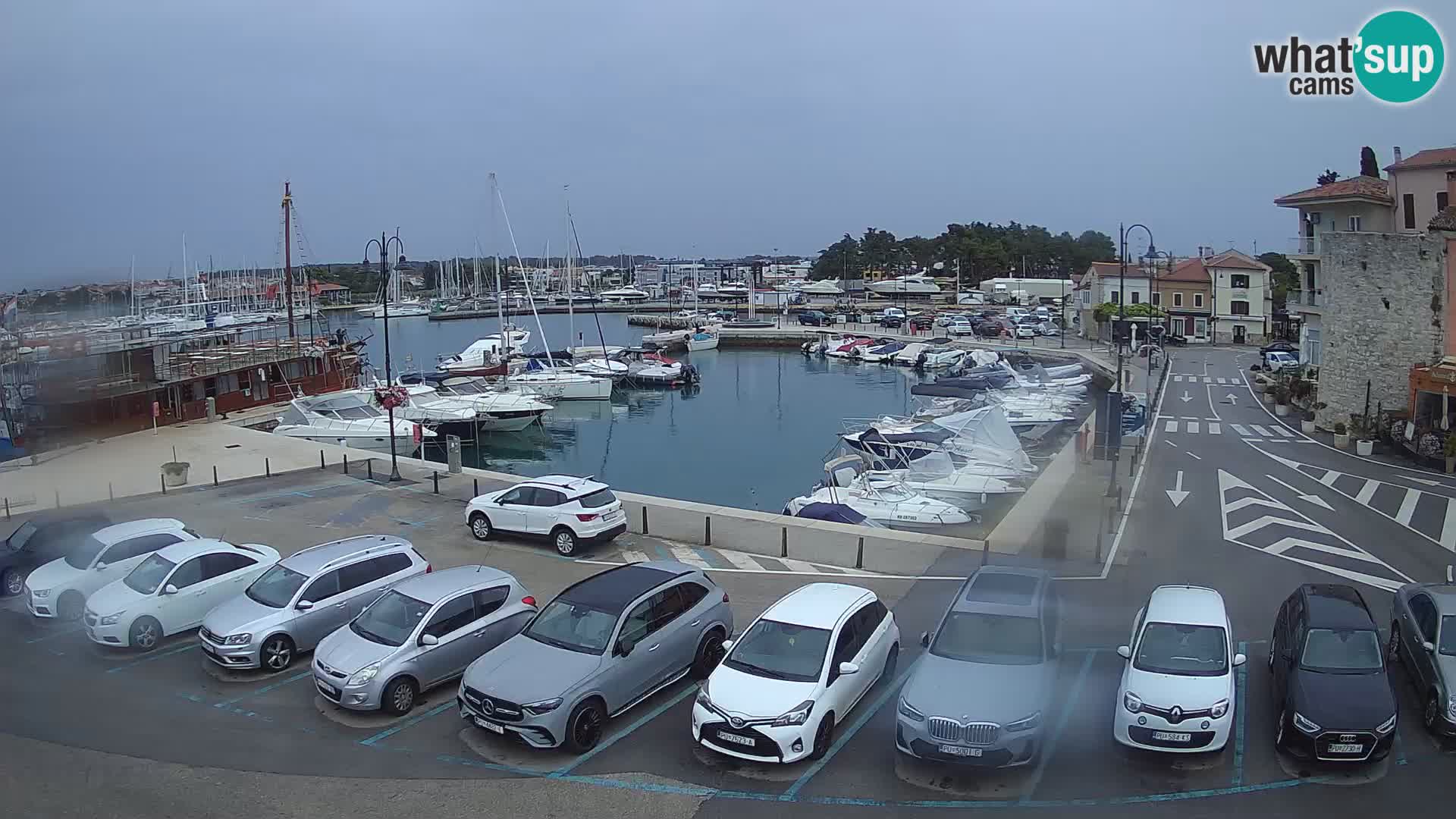 Novigrad | Porporela marina