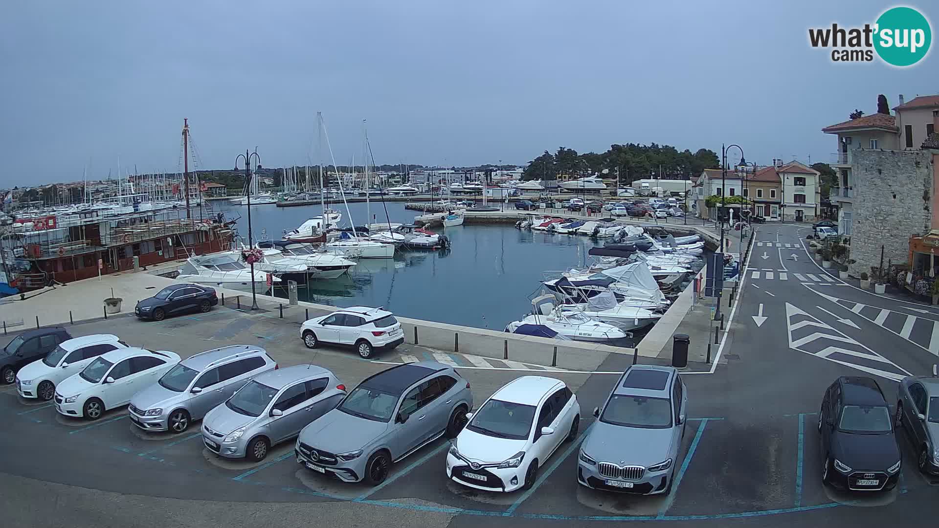 Novigrad | Porporela marina
