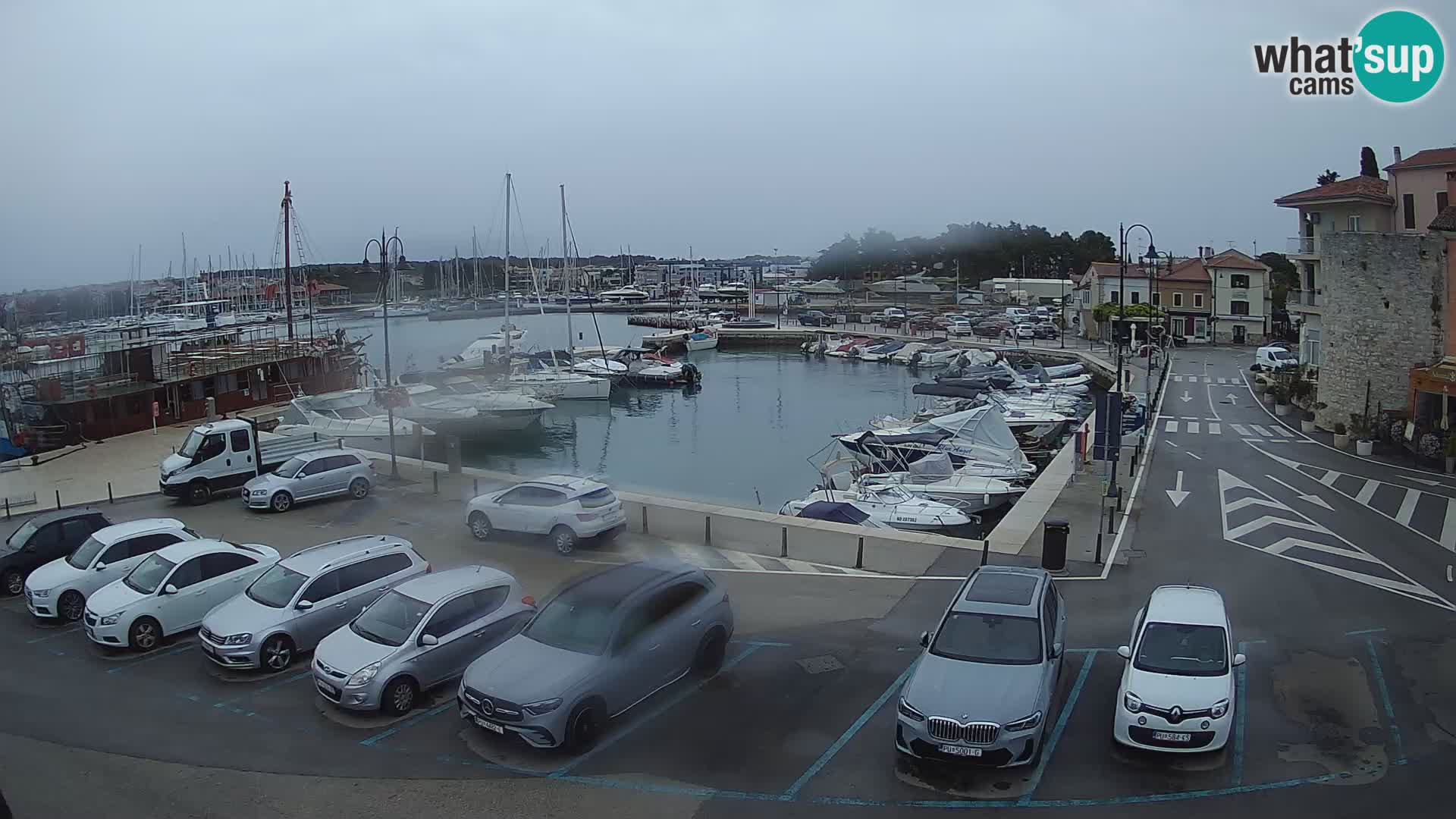 Novigrad | Porporela marina