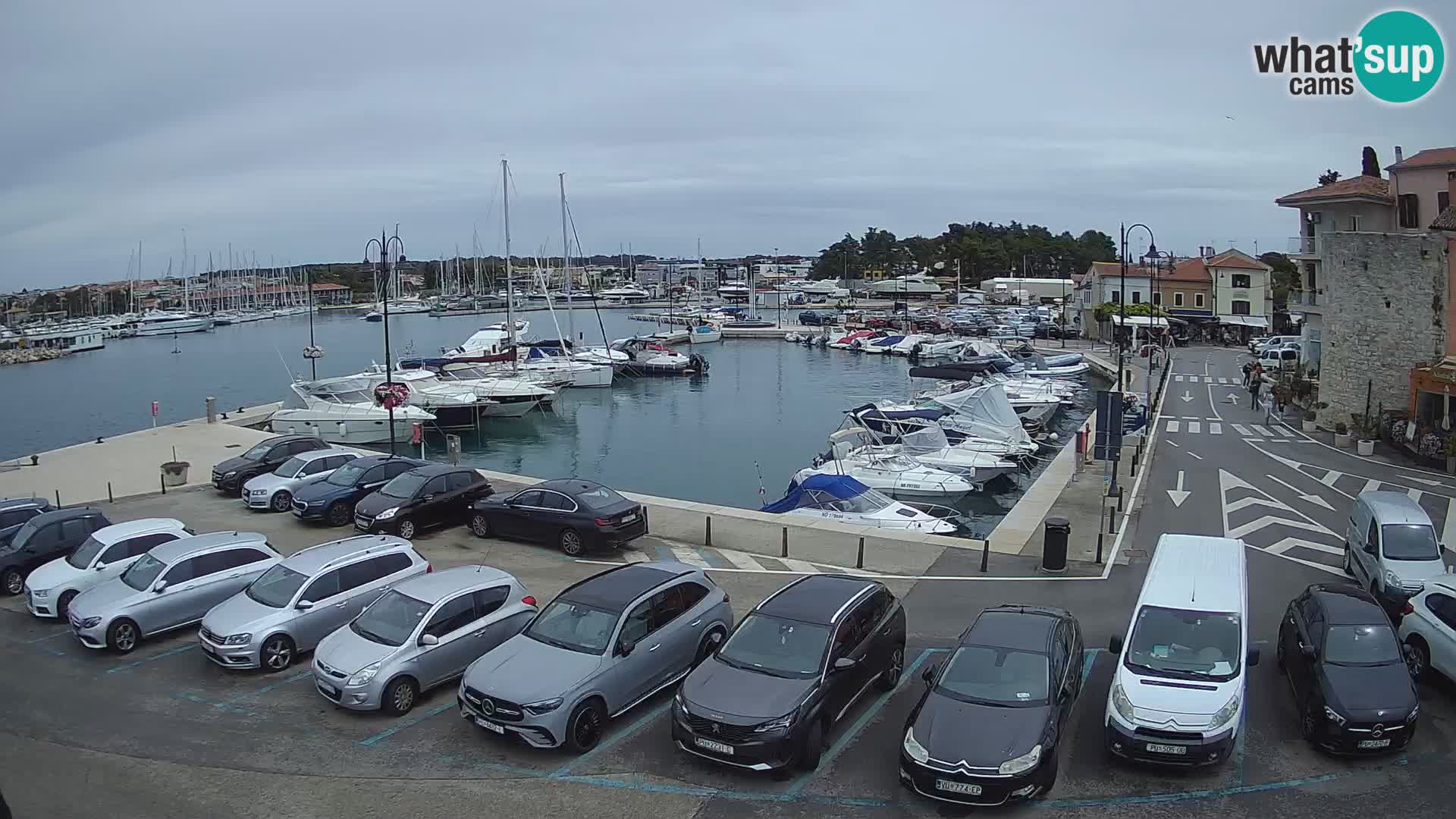 Novigrad | Porporela marina