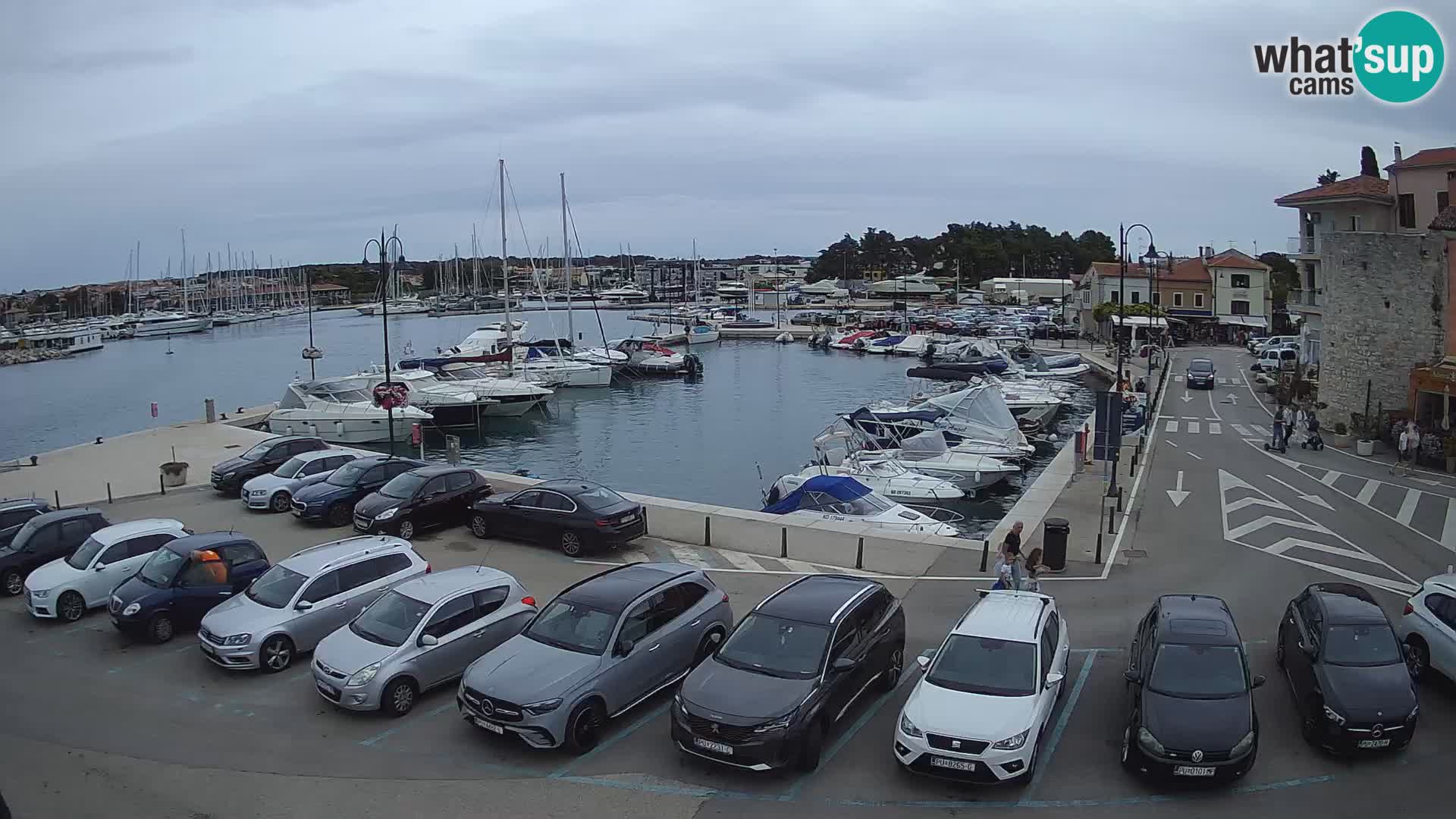 Novigrad | Porporela marina
