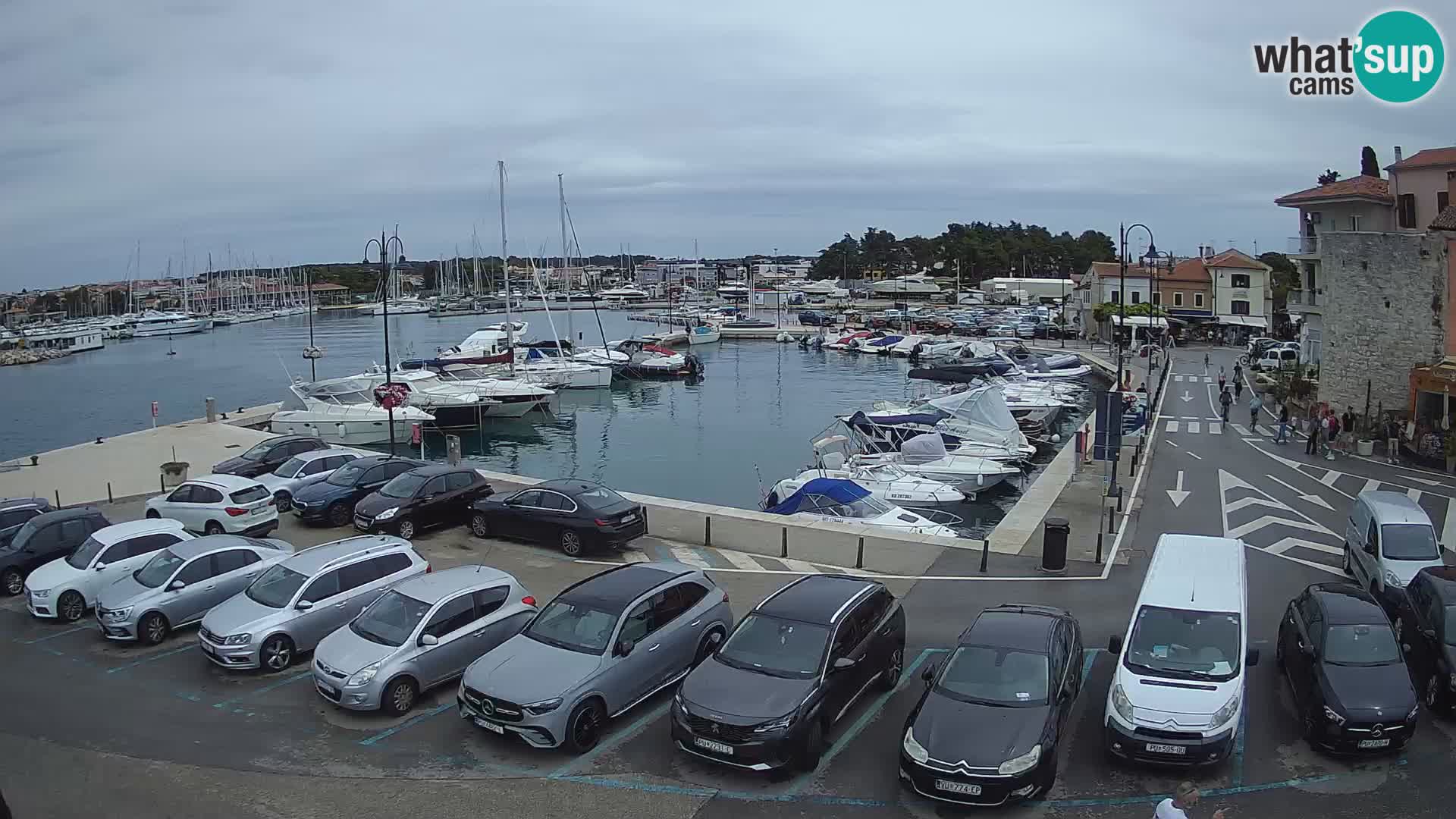 Novigrad | Porporela marina