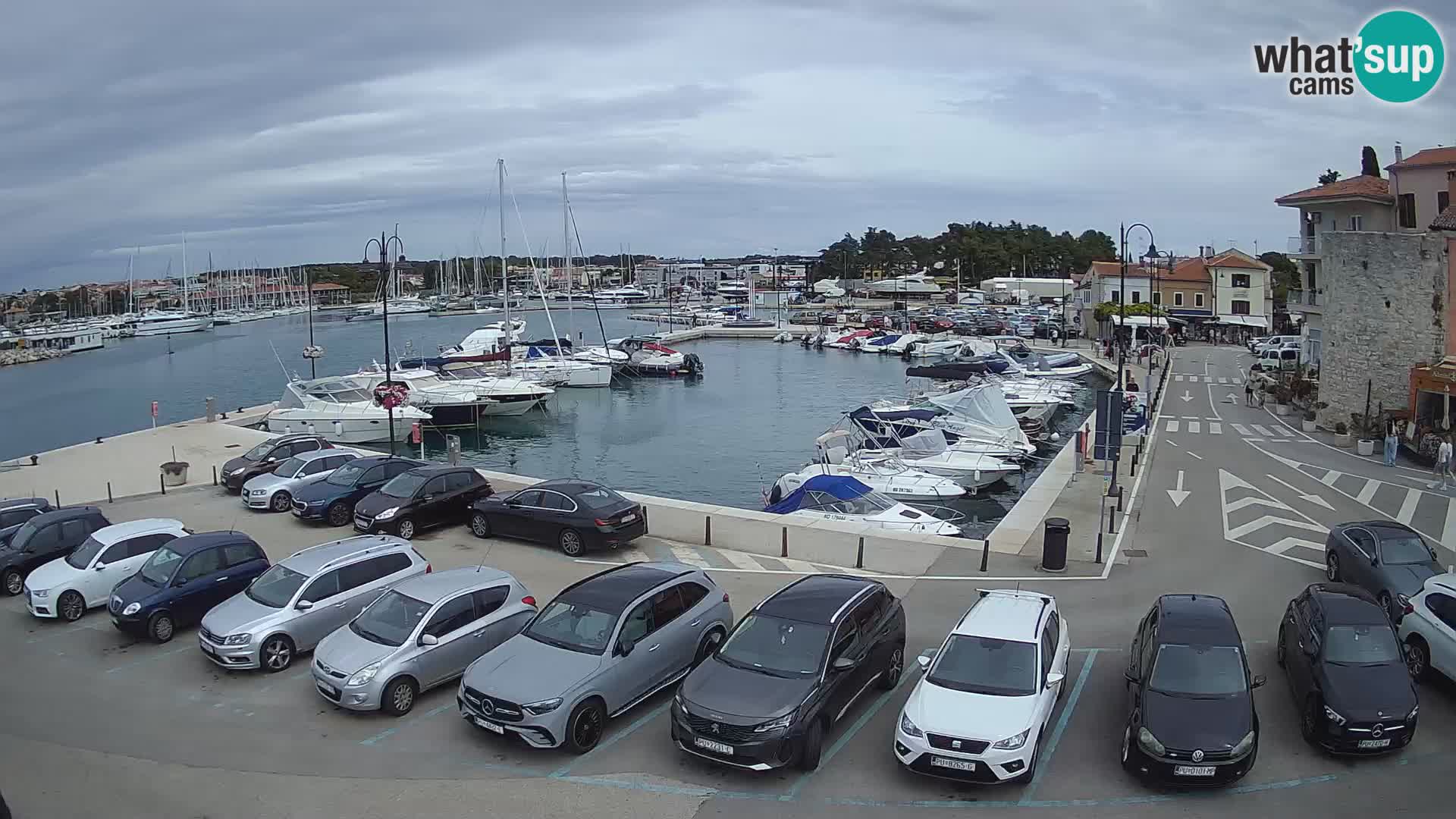 Novigrad | Porporela marina