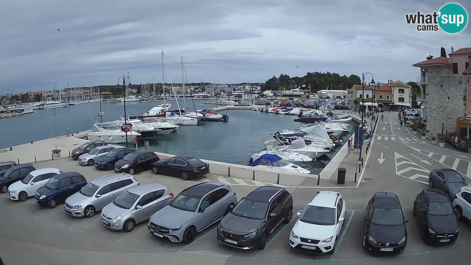 Novigrad | Porporela marina