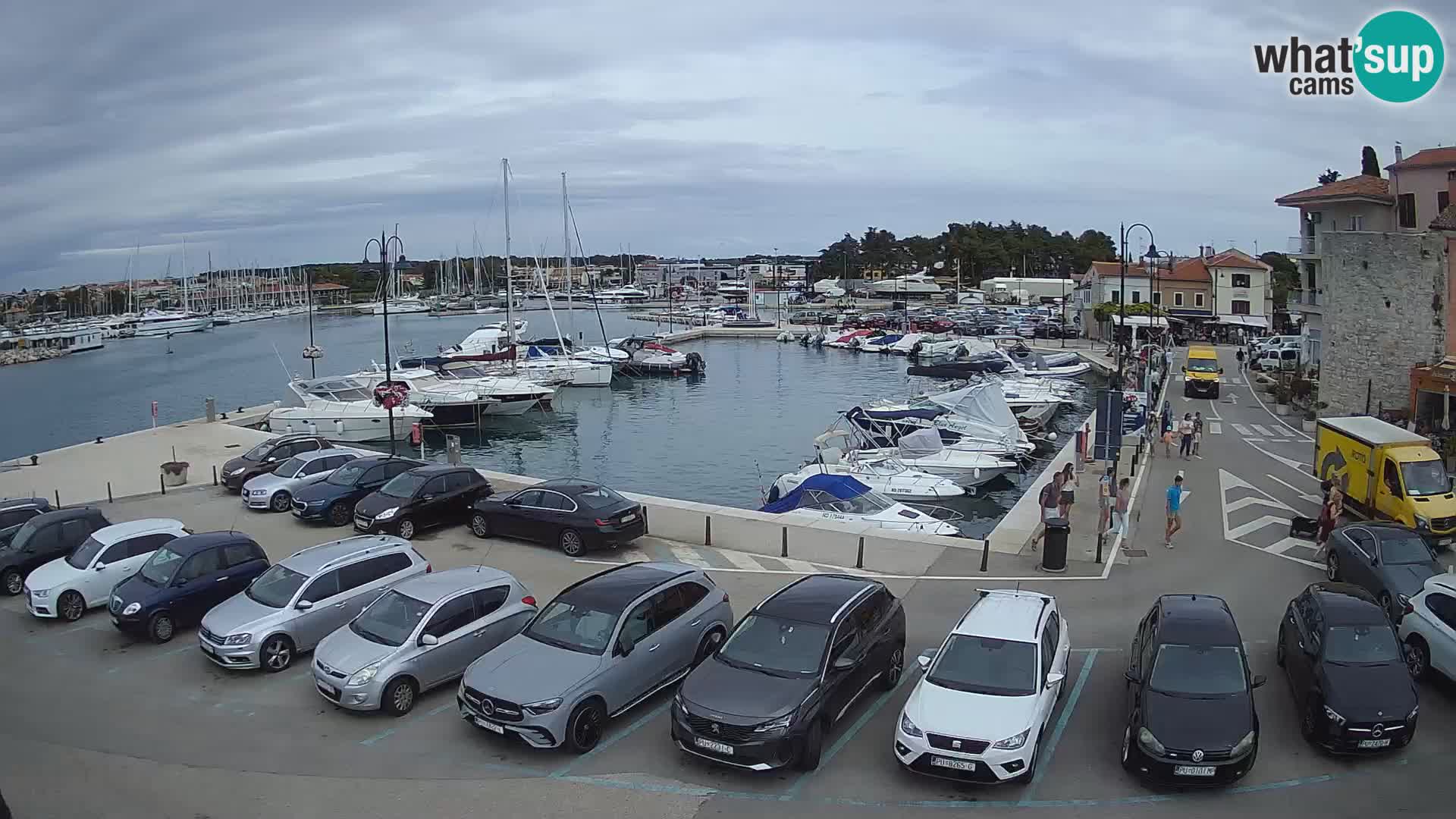 Novigrad | Porporela marina