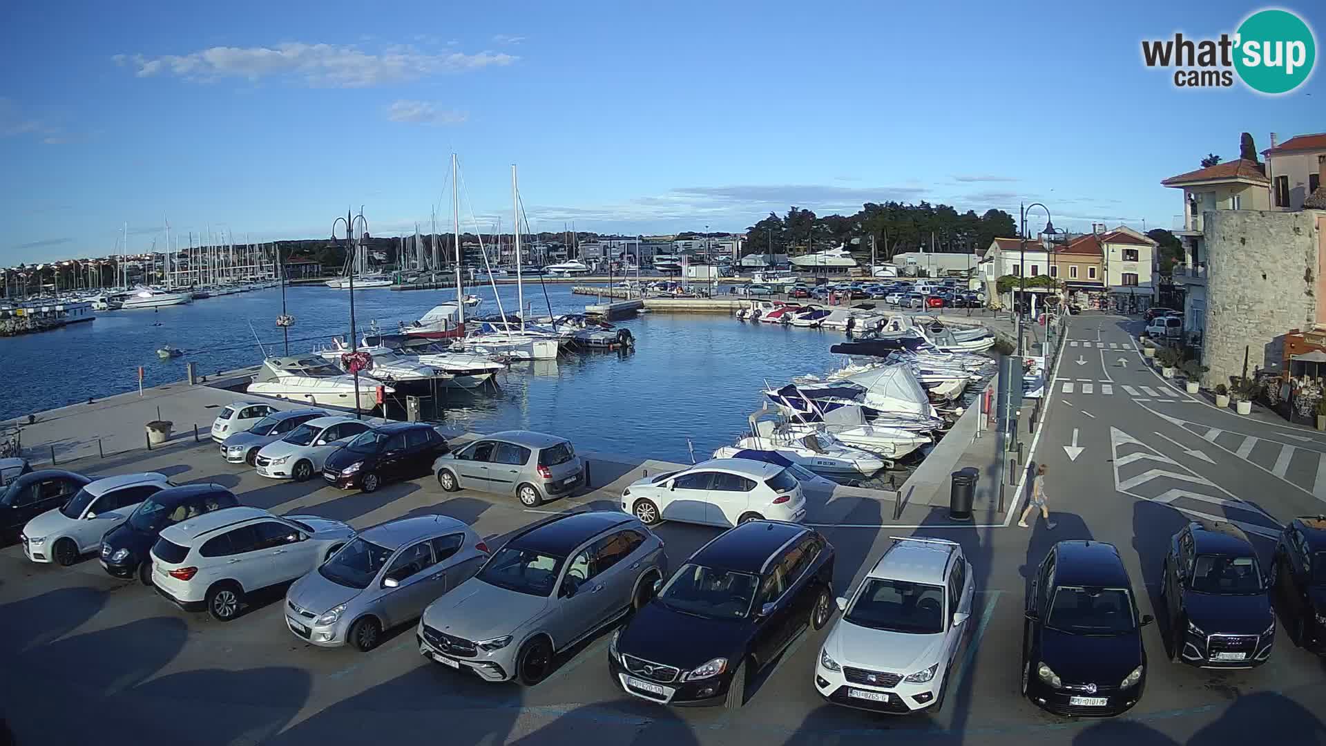 Novigrad | Porporela marina
