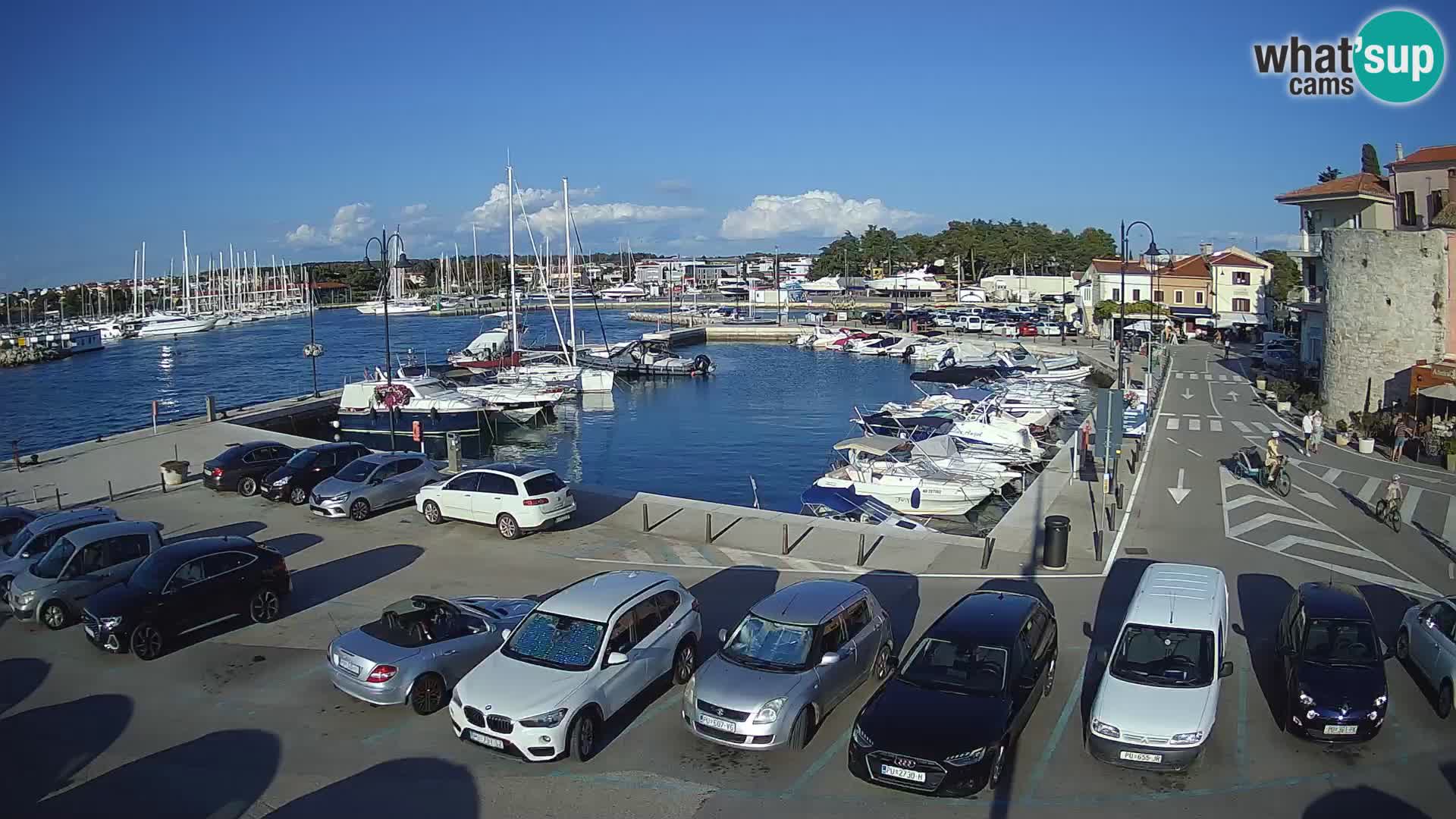 Novigrad | Porporela marina