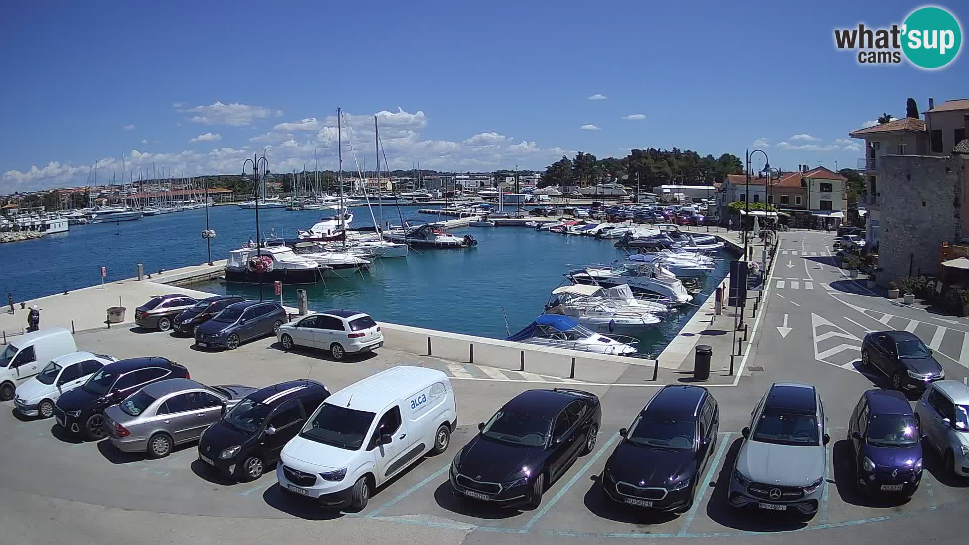 Novigrad | Porporela marina