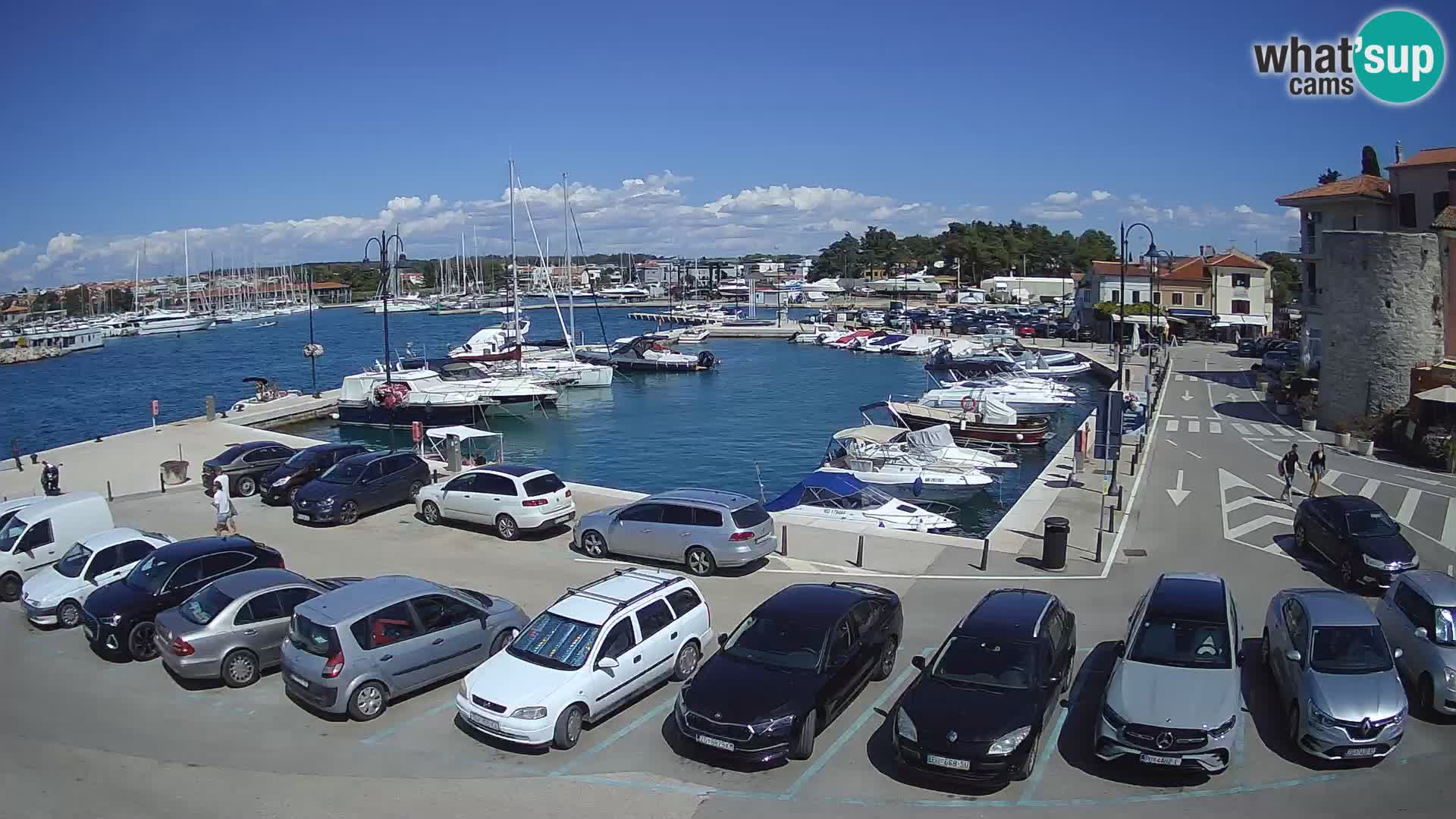 Novigrad | Porporela marina