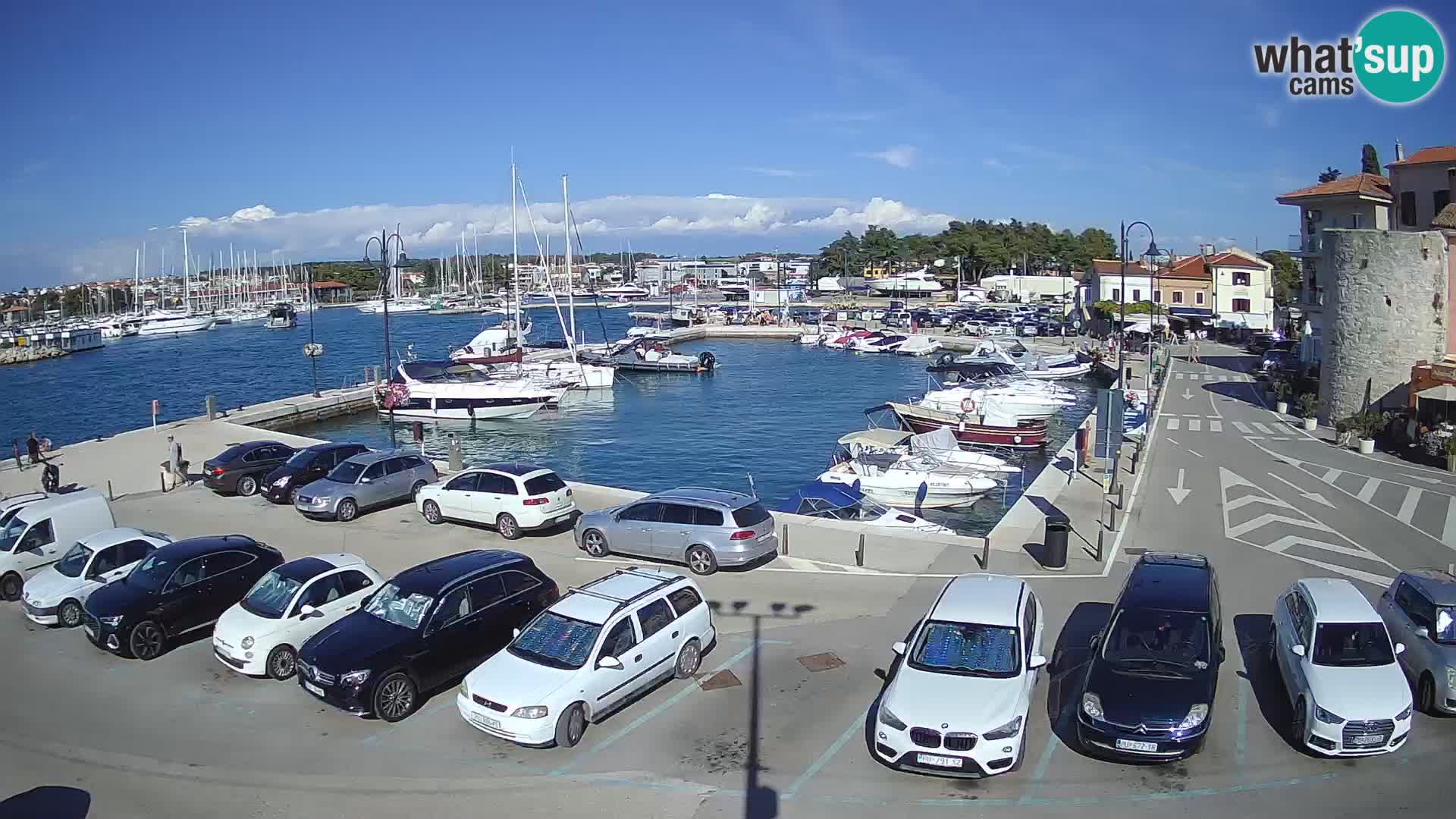 Novigrad | Porporela marina