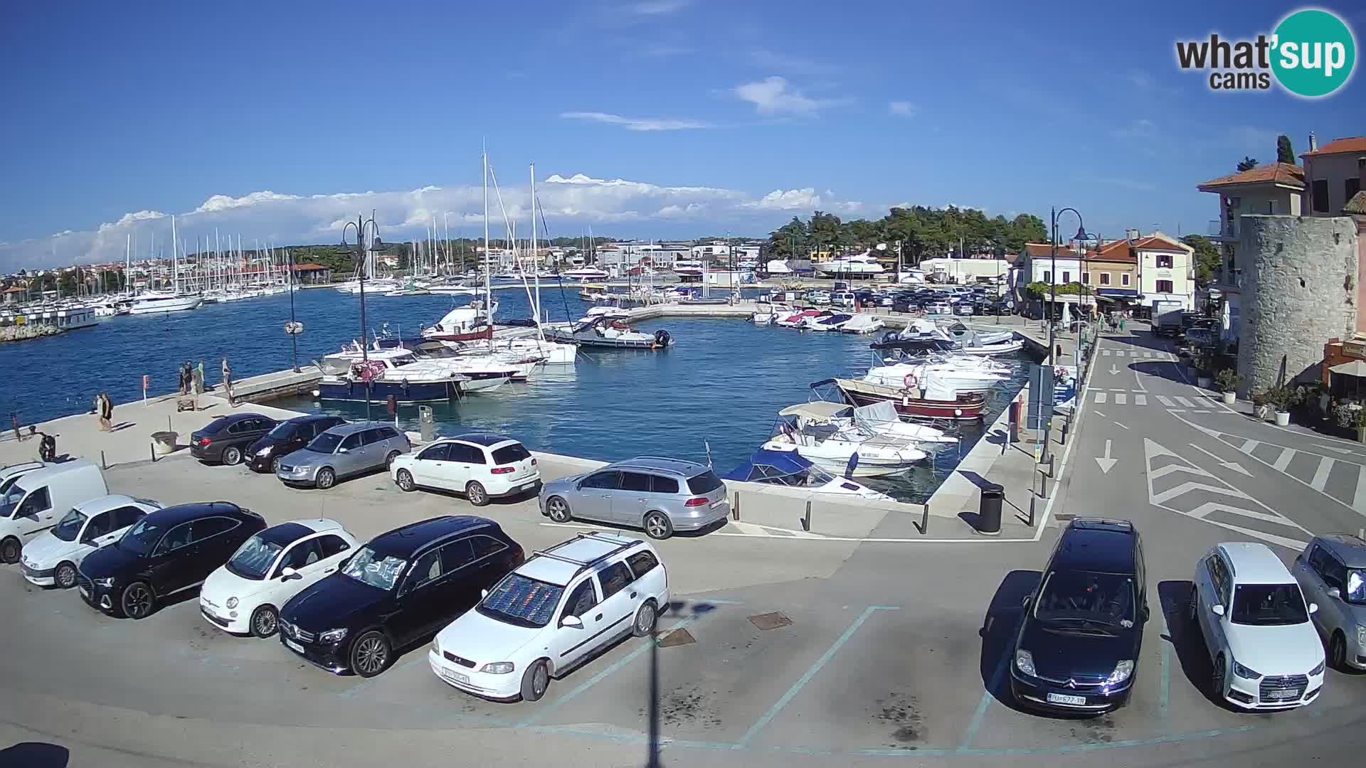 Novigrad | Porporela marina