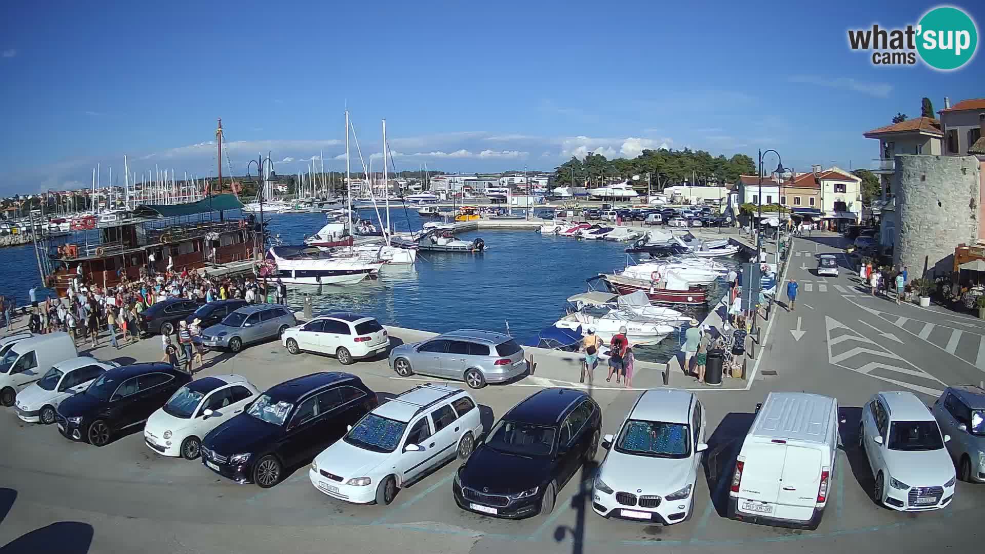 Novigrad | Porporela marina