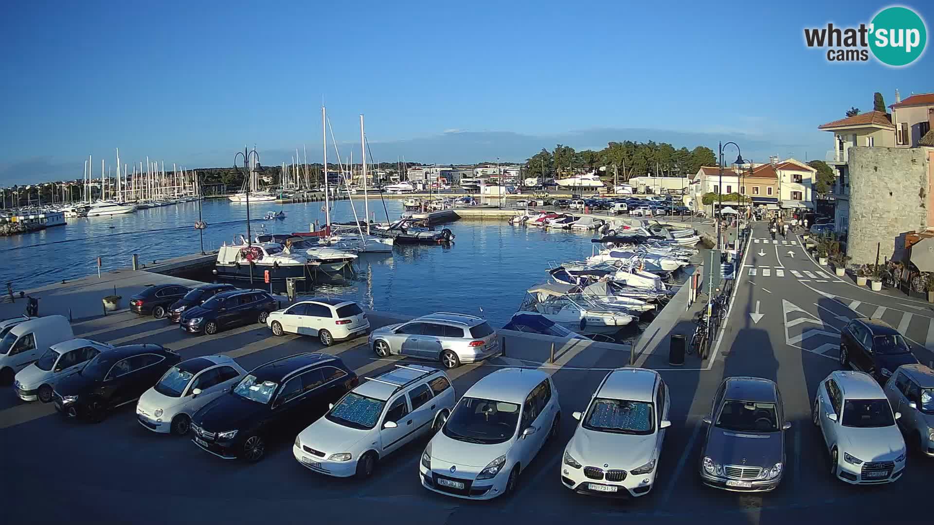 Novigrad | Porporela marina