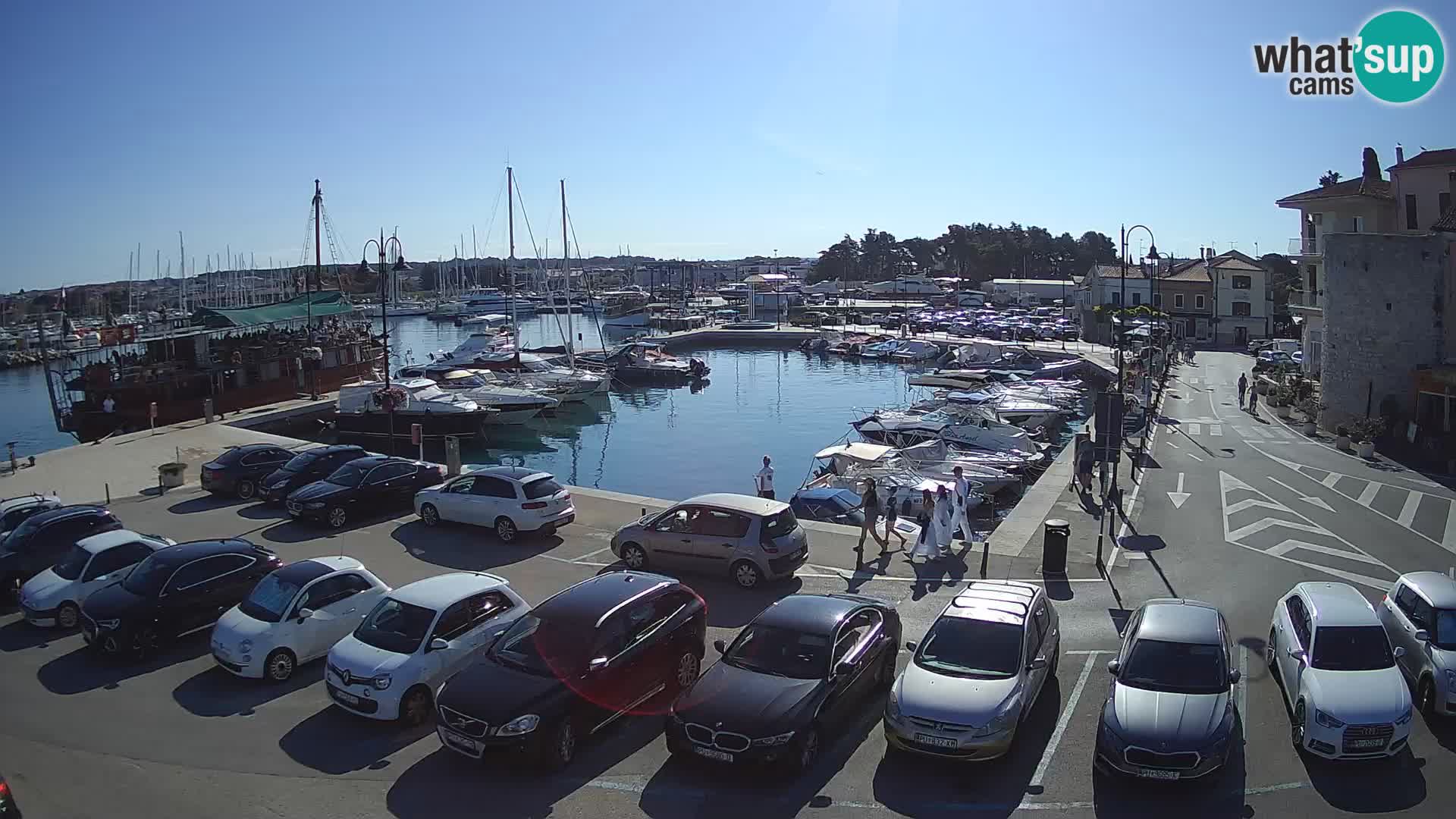 Novigrad | Porporela marina