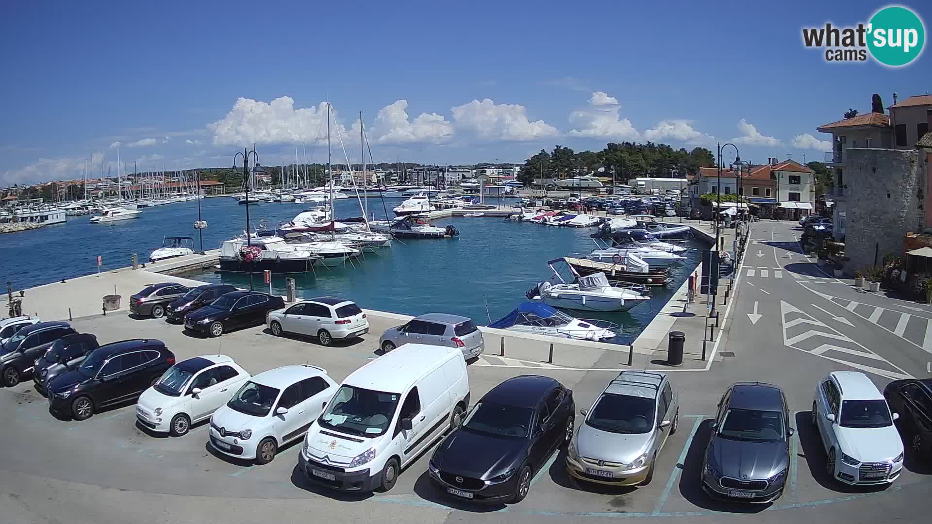 Novigrad | Porporela marina