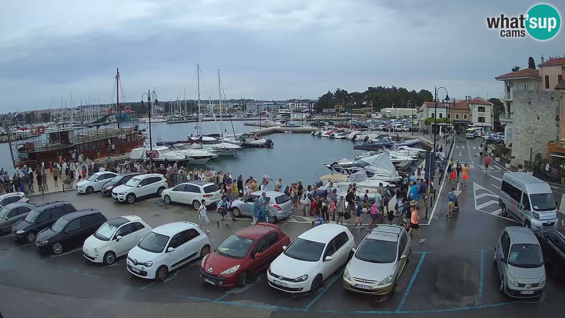 Novigrad | Porporela marina