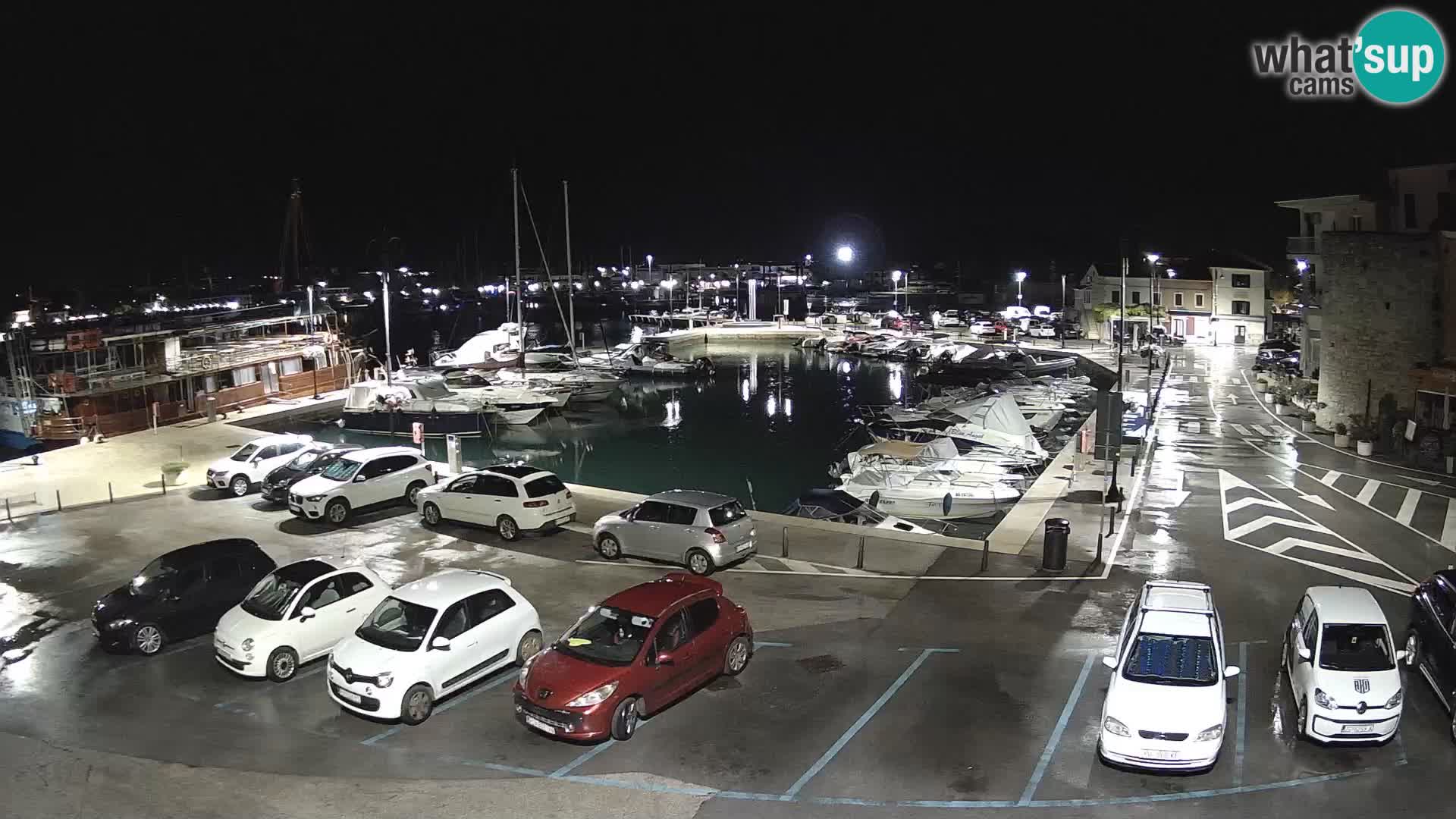 Novigrad | Porporela marina