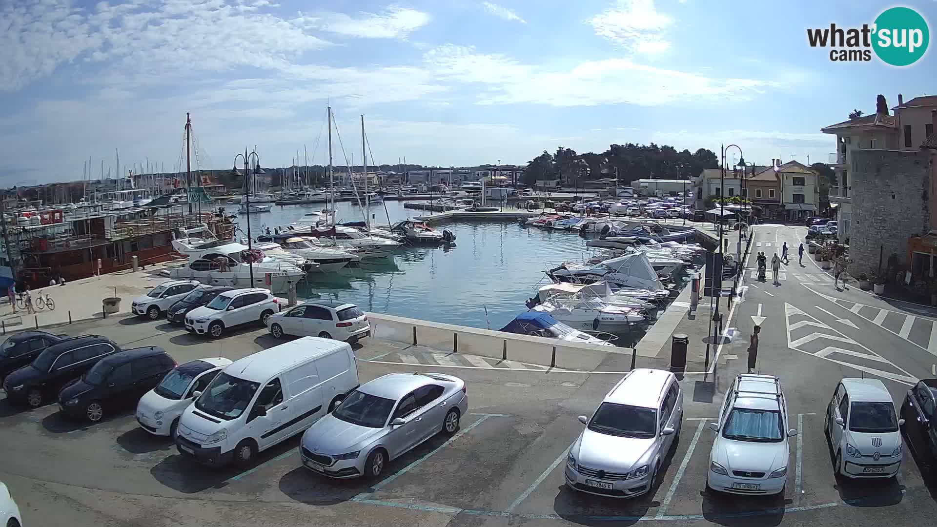 Novigrad | Porporela marina
