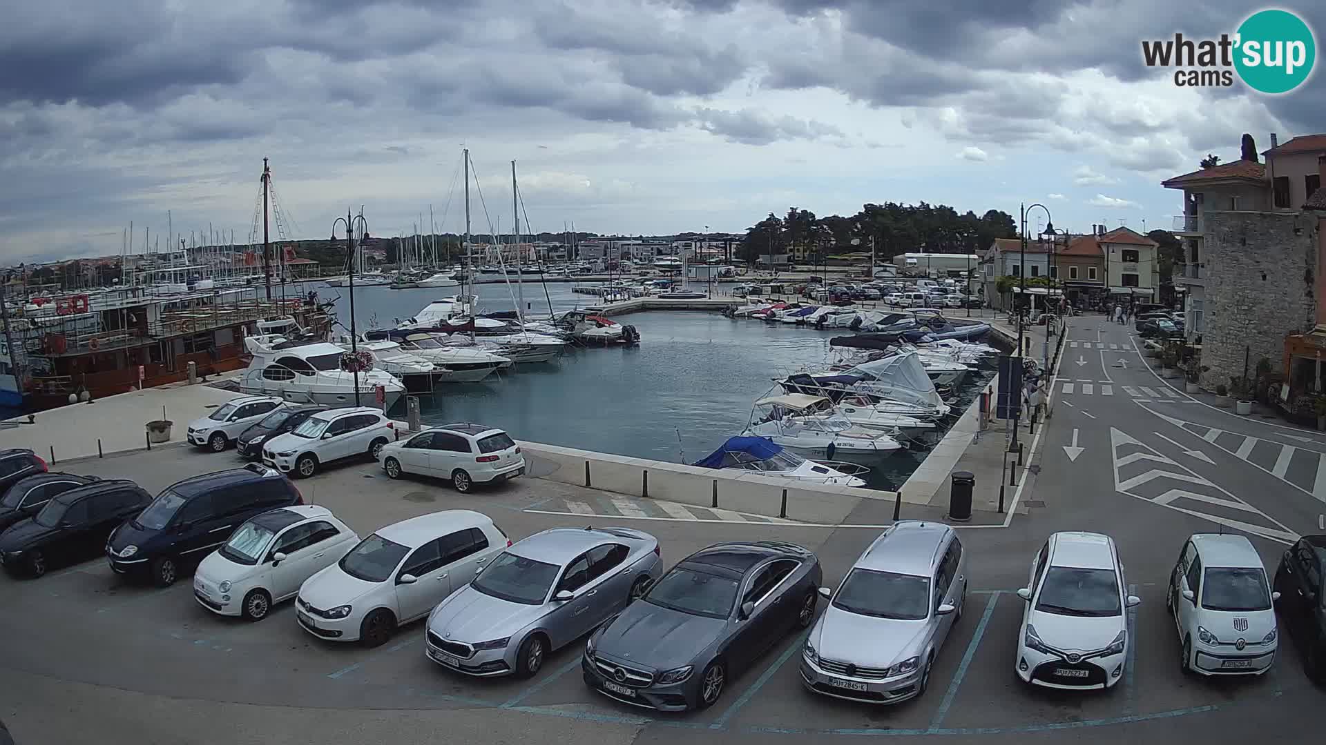 Novigrad | Porporela marina