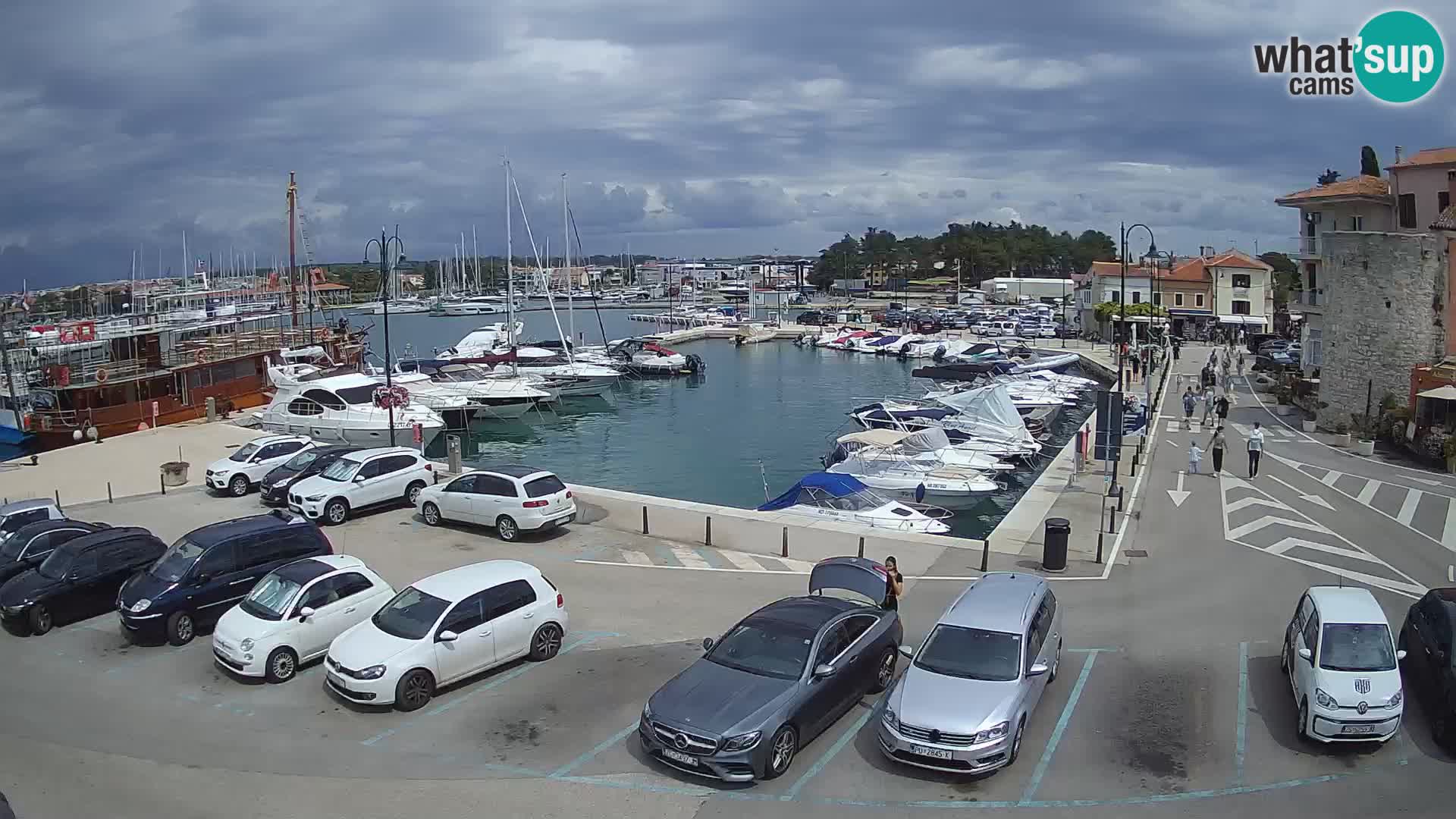 Novigrad | Porporela marina