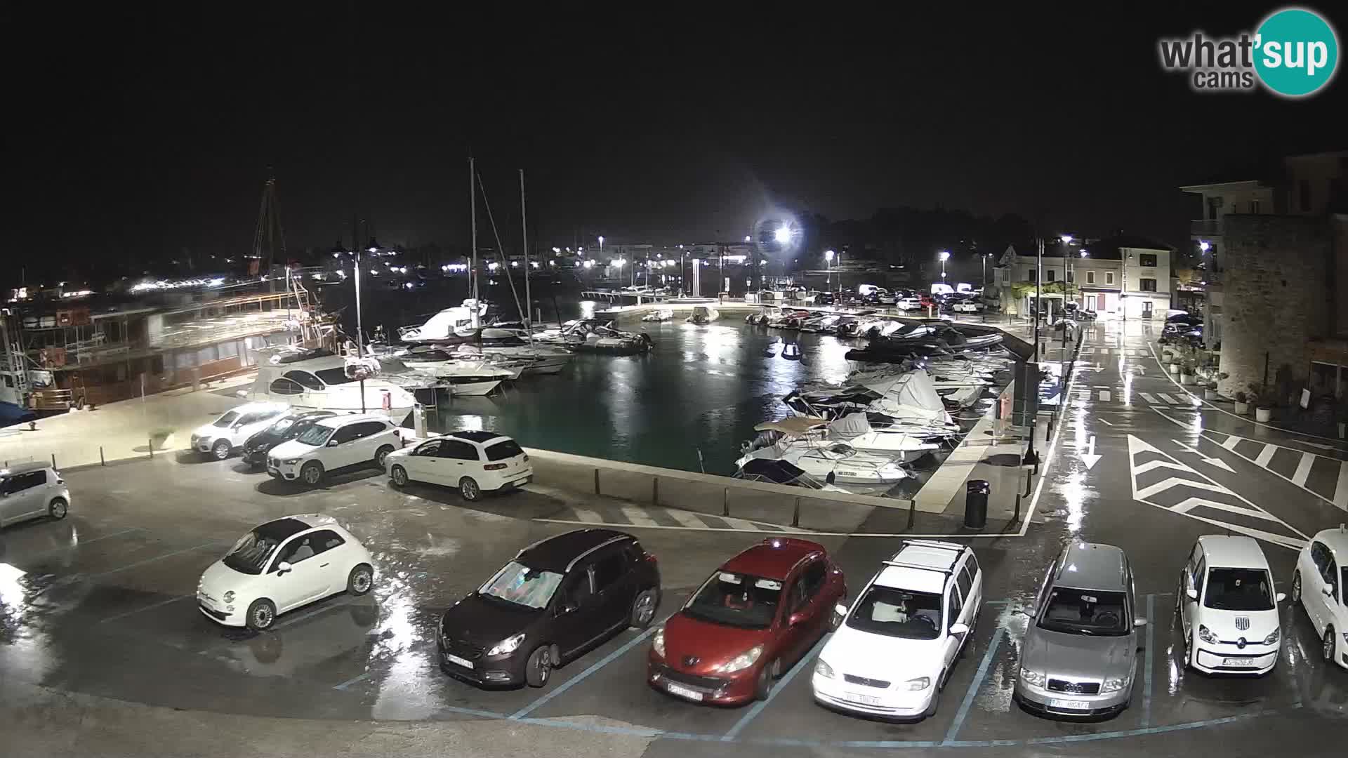 Novigrad | Porporela marina