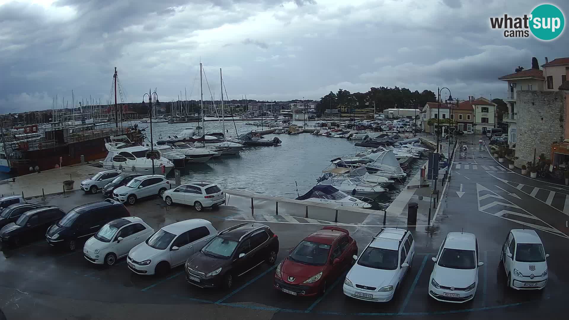 Novigrad | Porporela marina