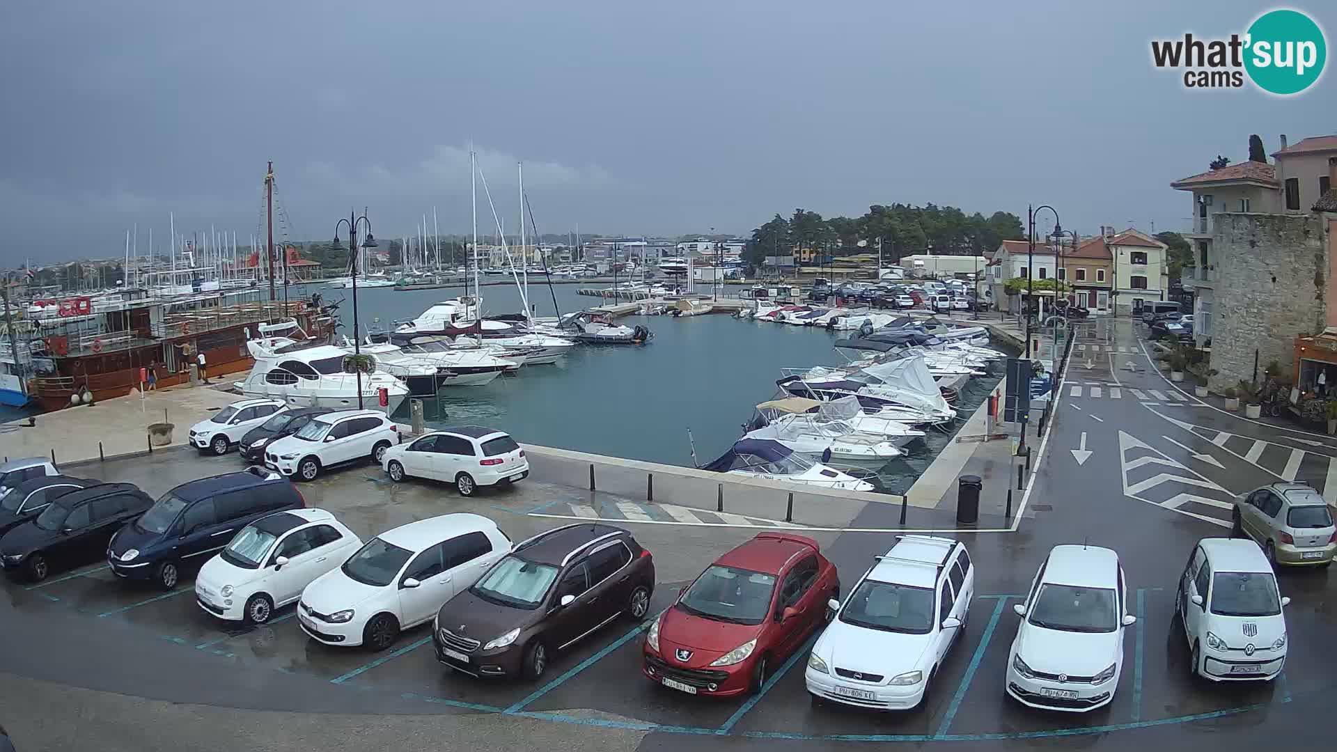 Novigrad | Porporela marina
