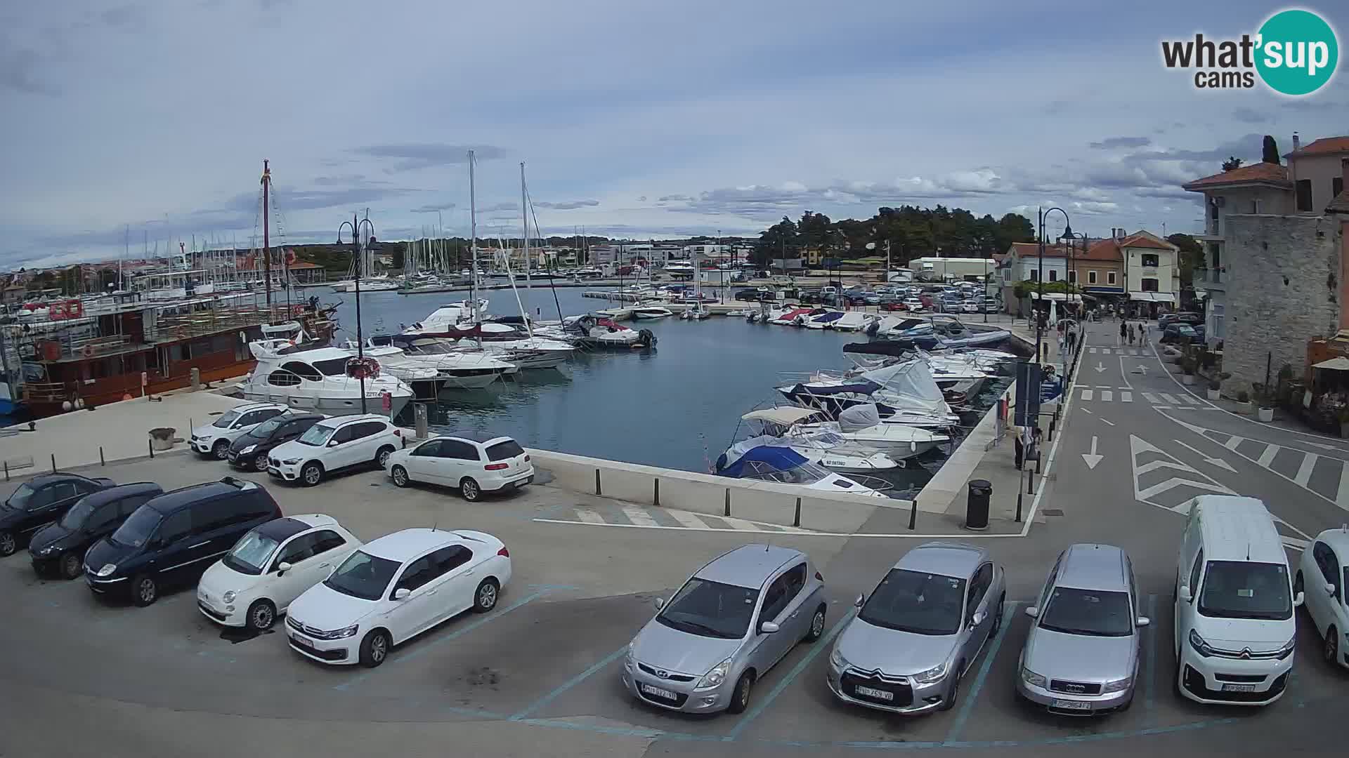 Novigrad | Porporela marina
