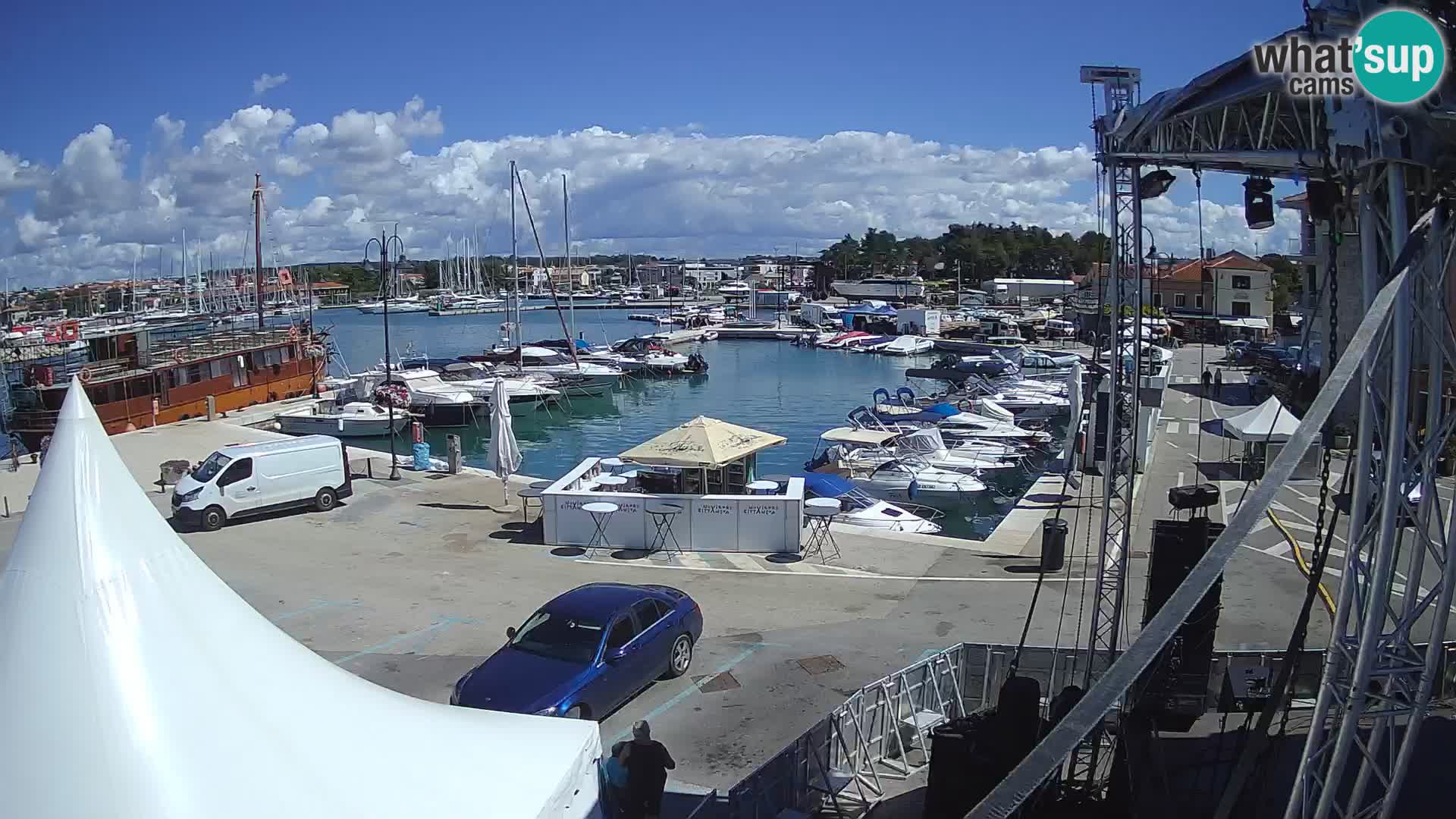 Novigrad | Porporela marina