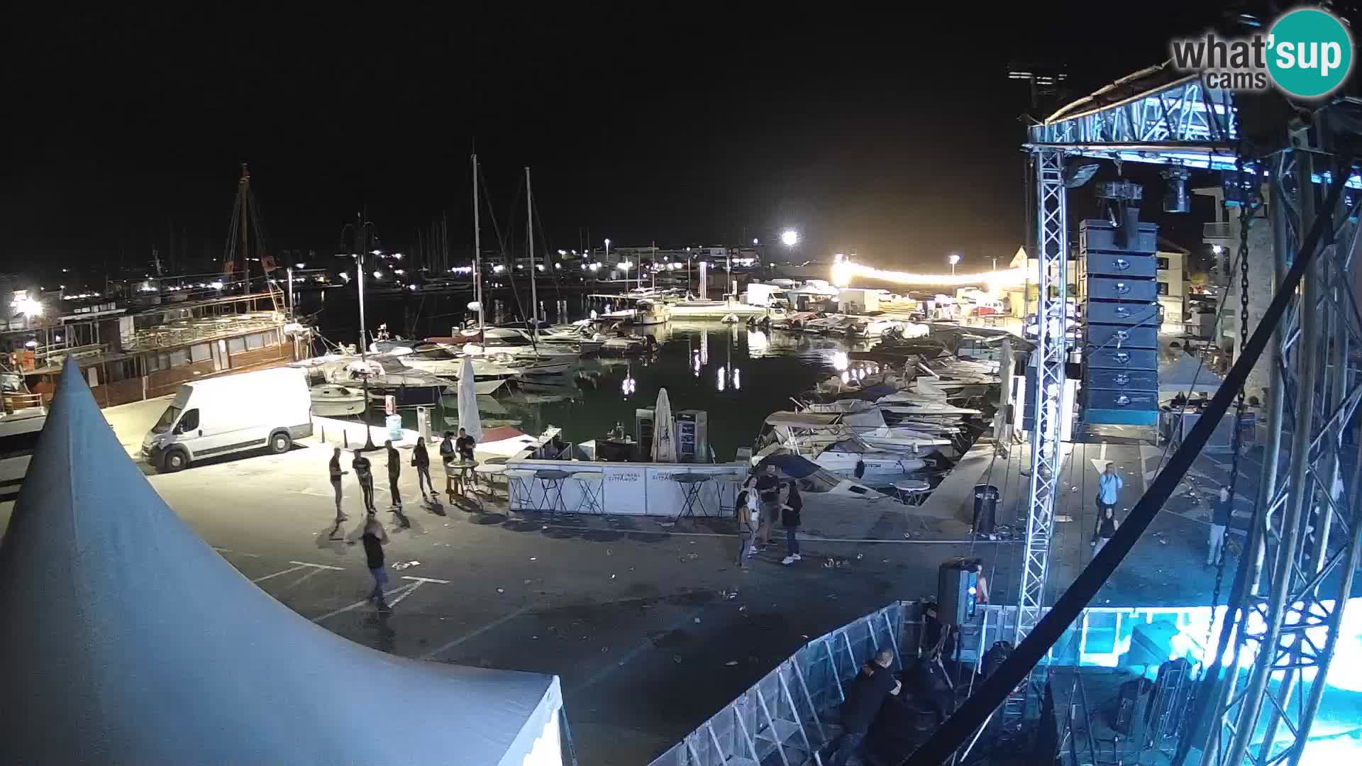 Novigrad | Porporela marina
