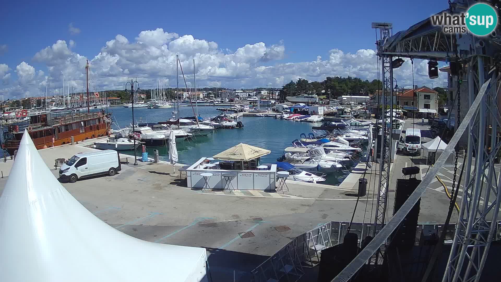 Novigrad | Porporela marina