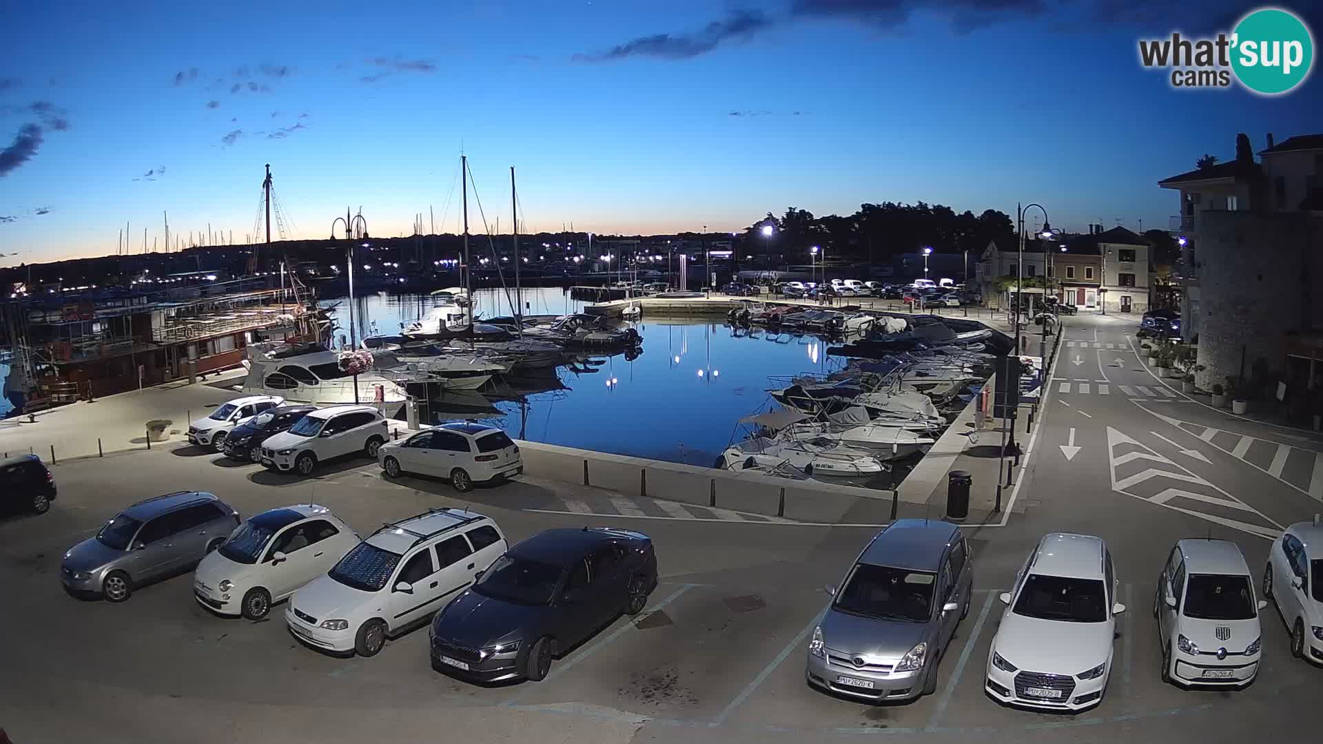Novigrad | Porporela marina