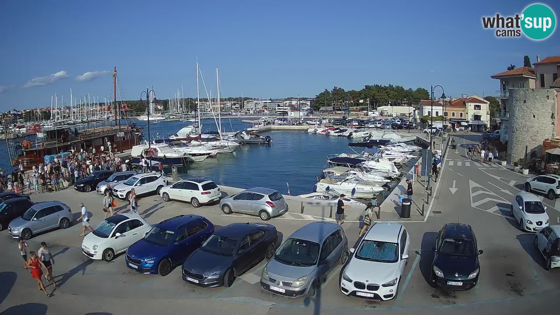 Novigrad | Porporela marina