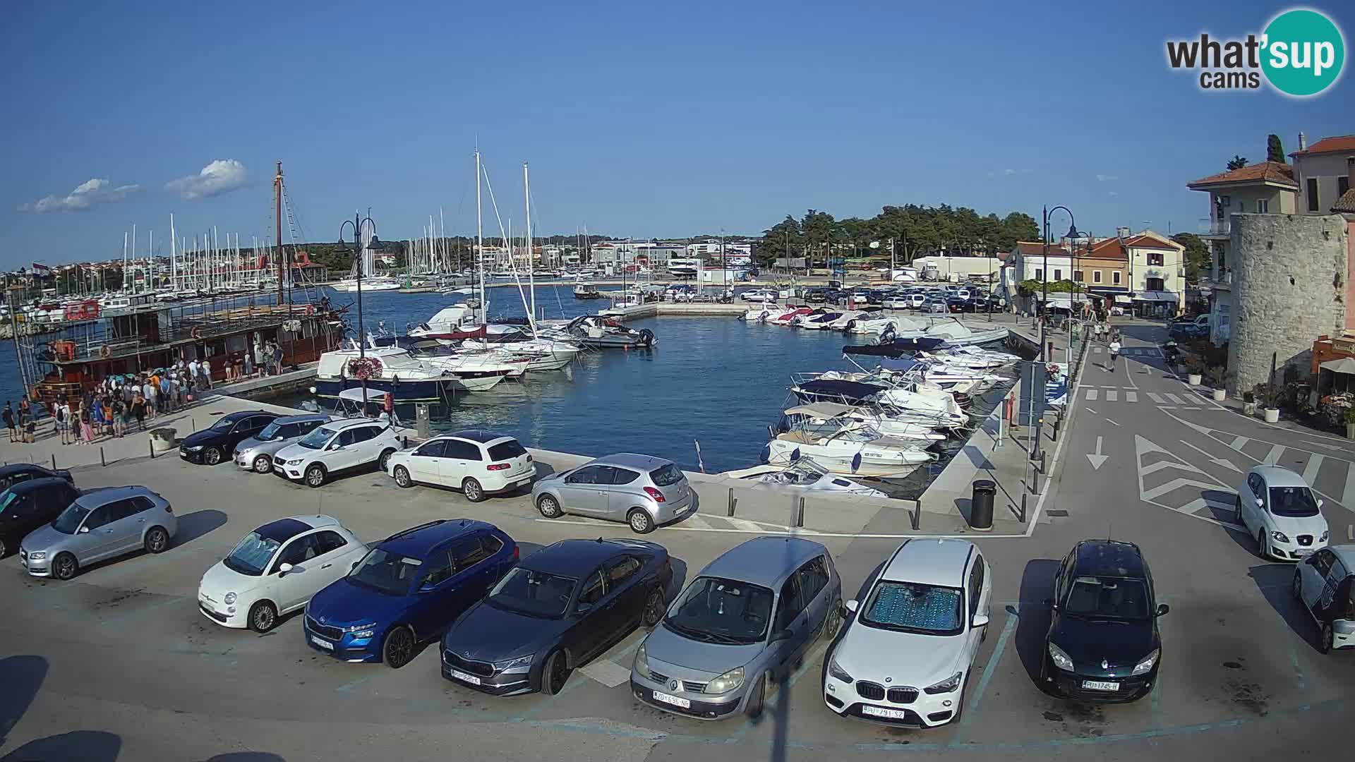 Novigrad | Porporela marina