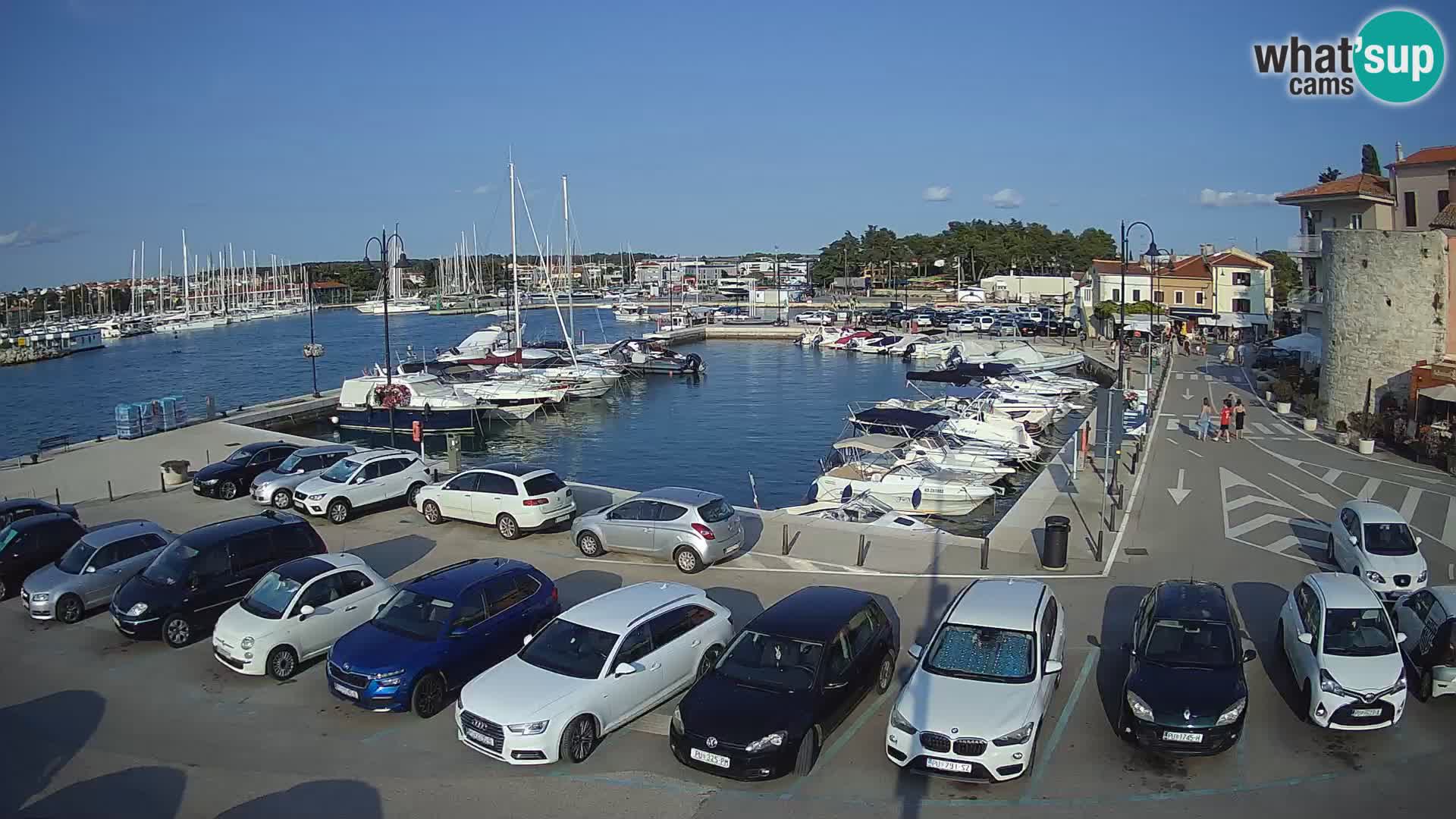 Novigrad | Porporela marina