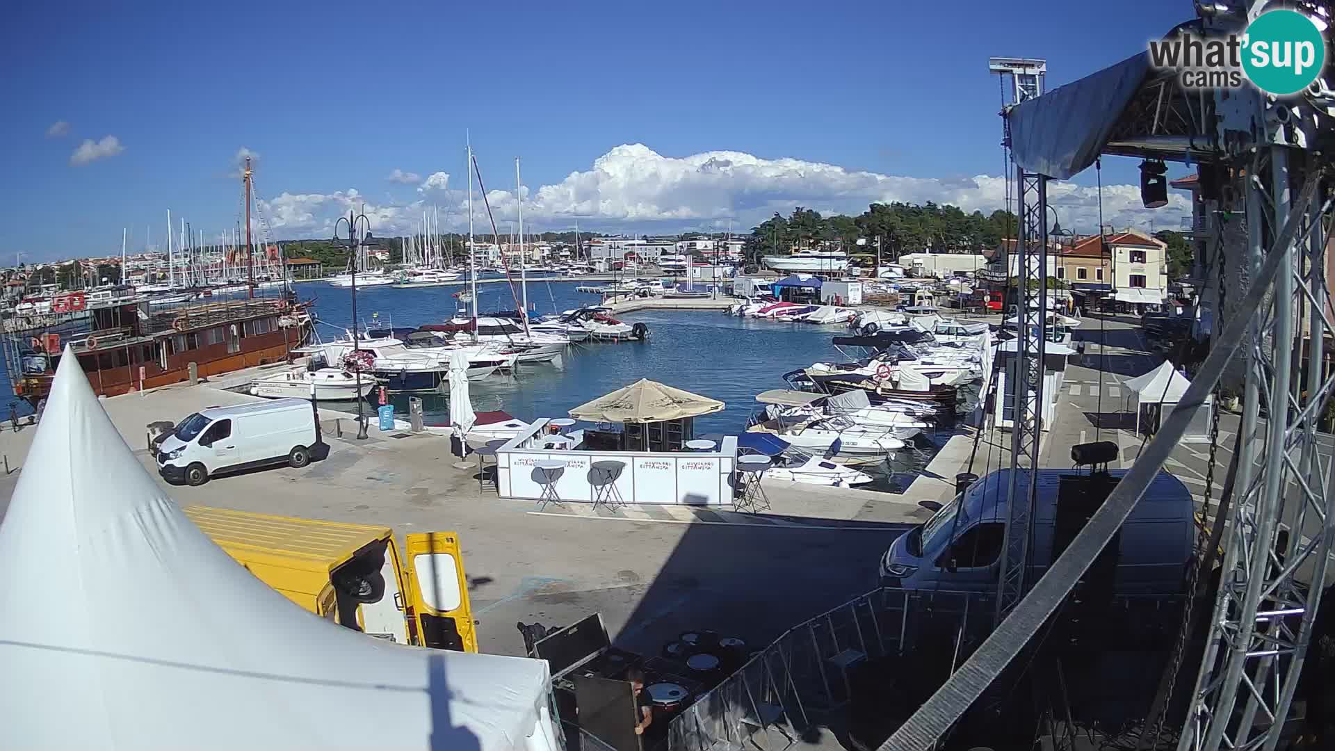 Novigrad | Porporela marina