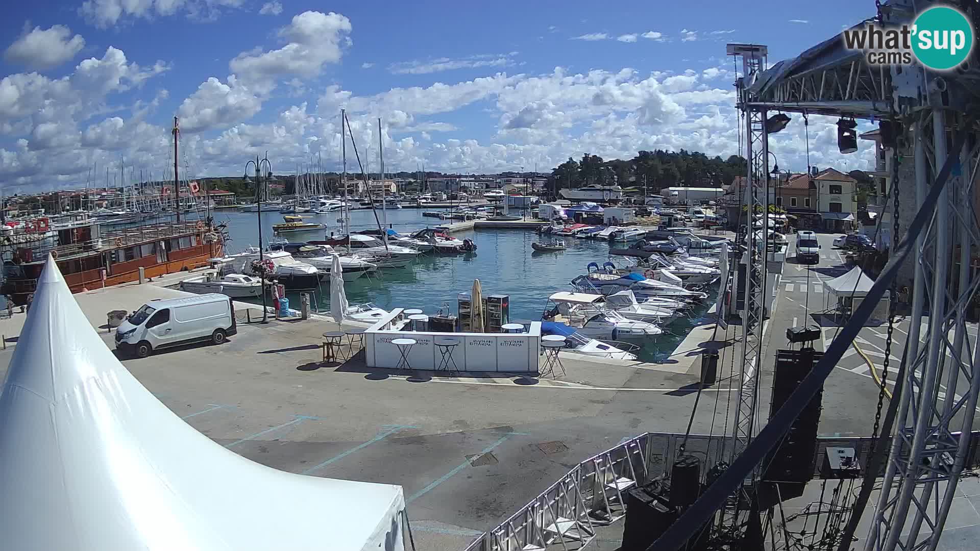 Novigrad | Porporela marina