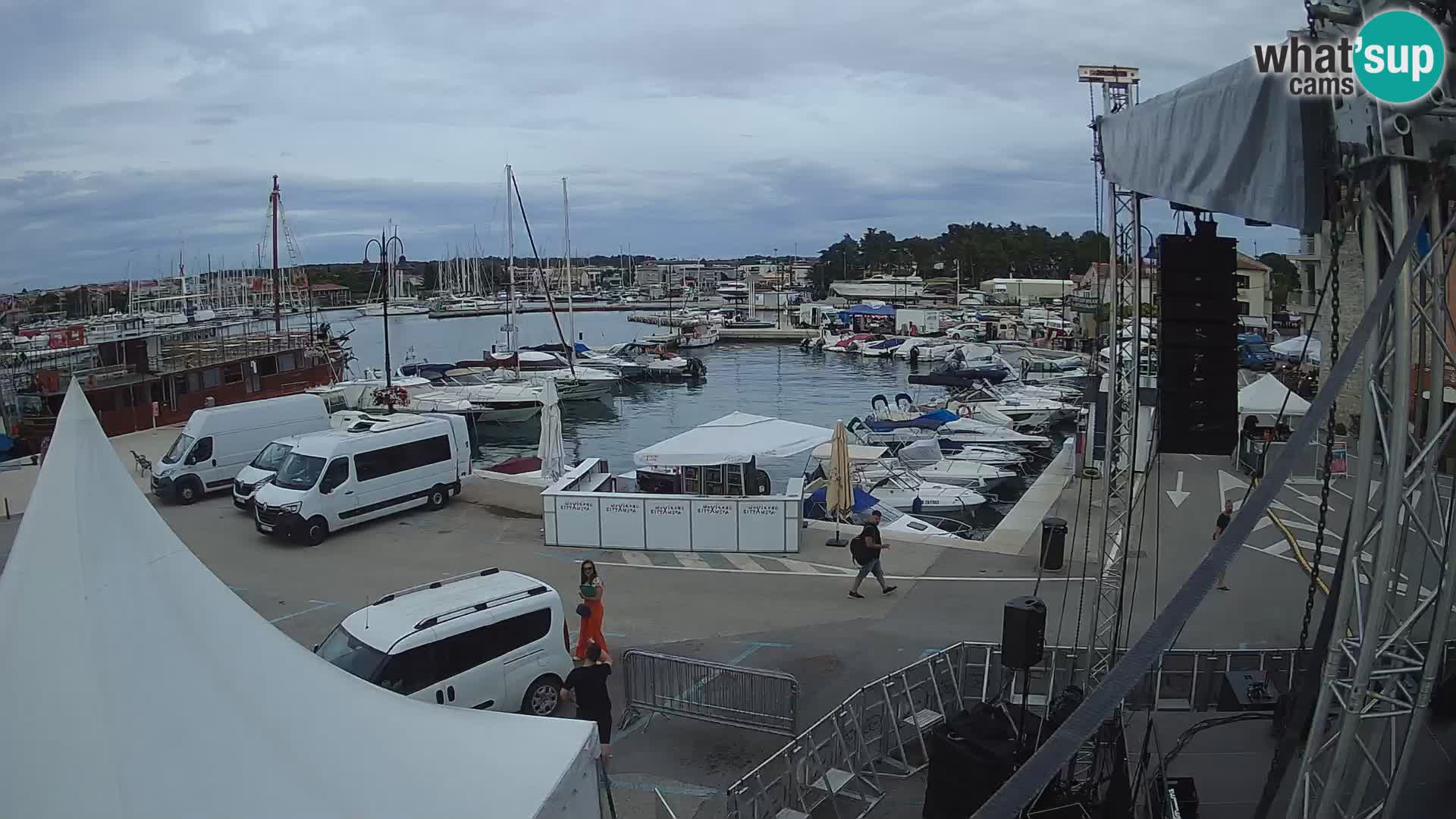 Novigrad | Porporela marina