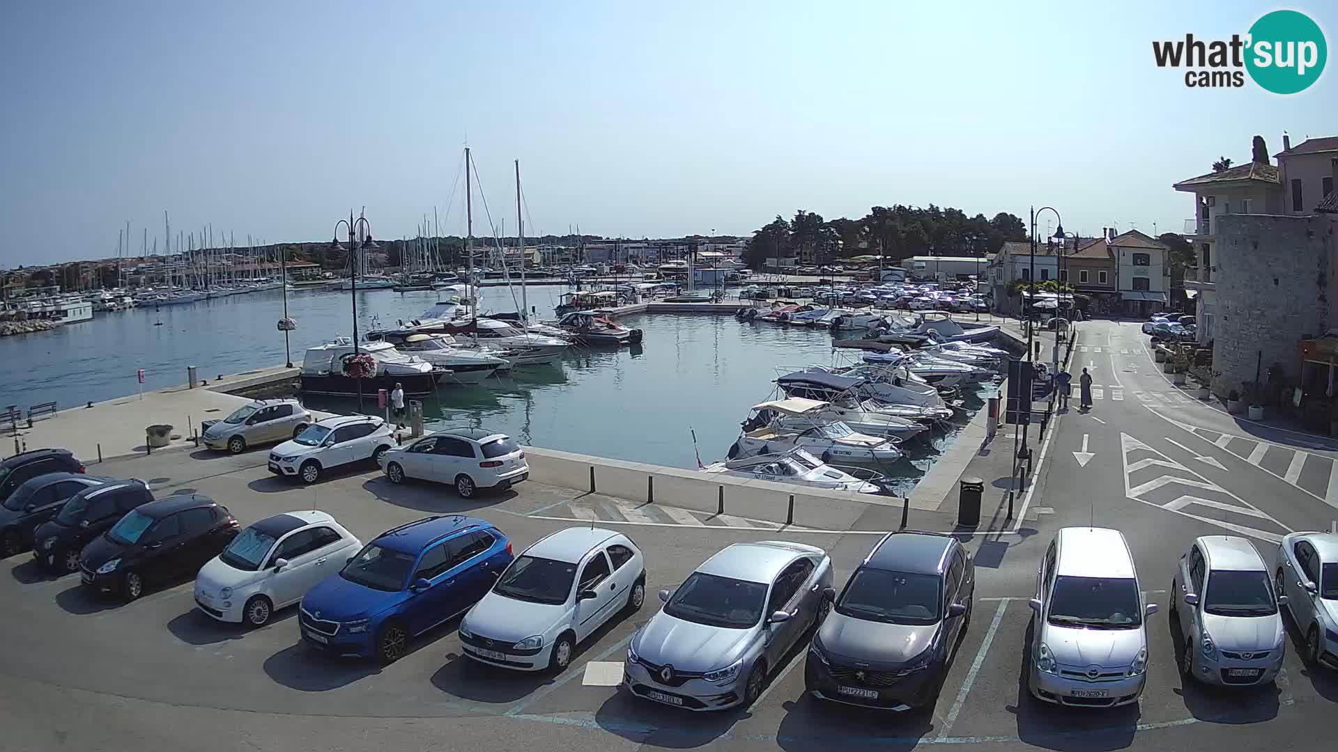 Novigrad | Porporela marina