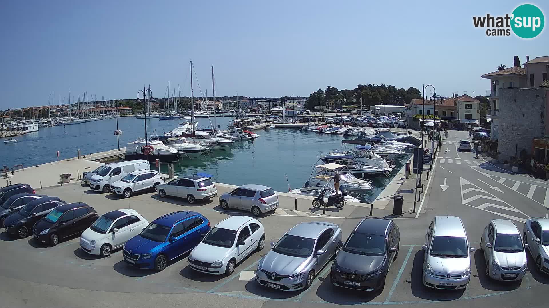Novigrad | Porporela marina