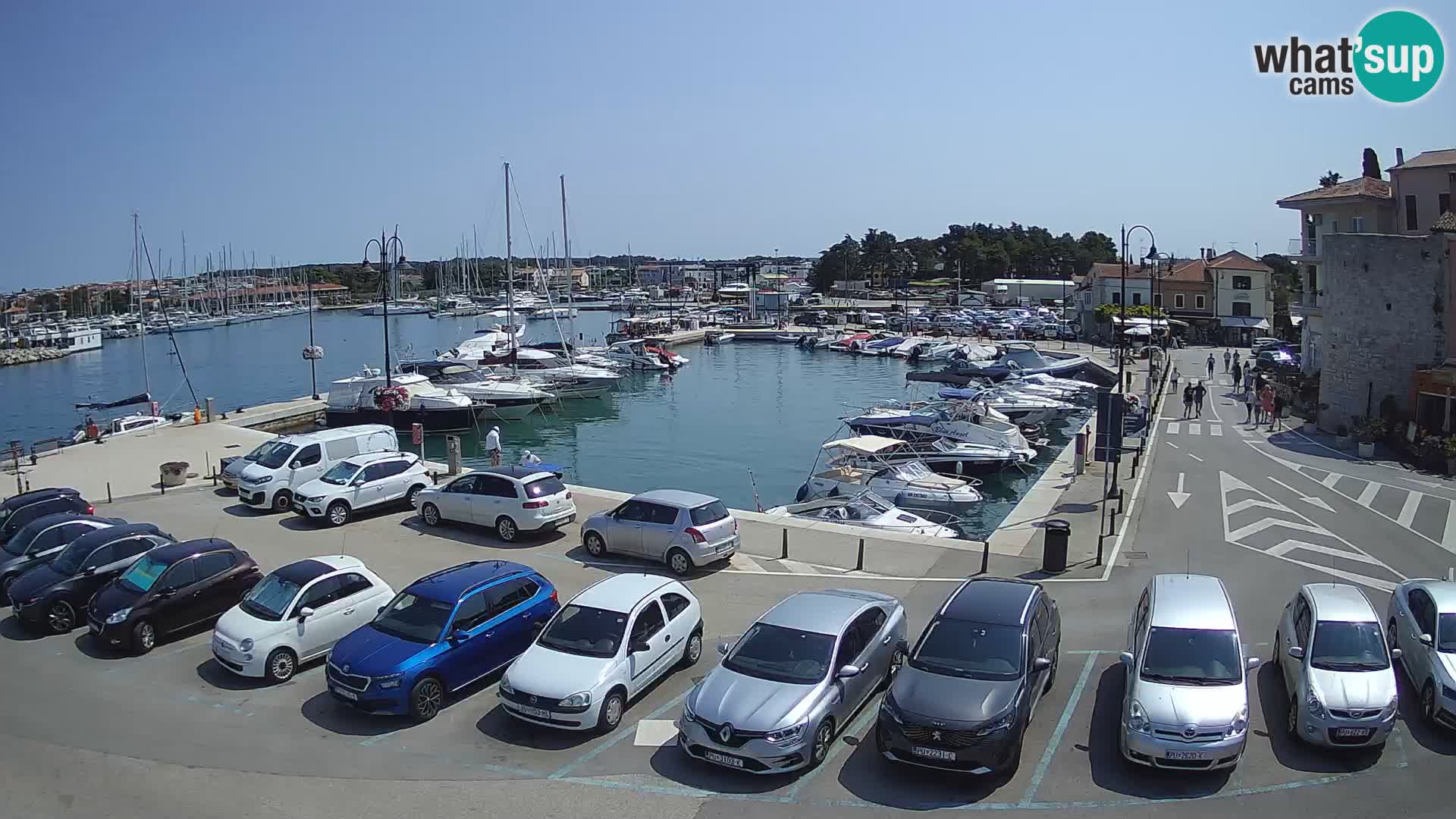 Novigrad | Porporela marina