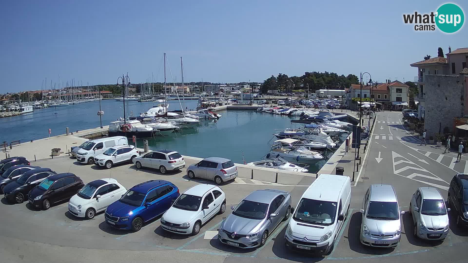 Novigrad | Porporela marina