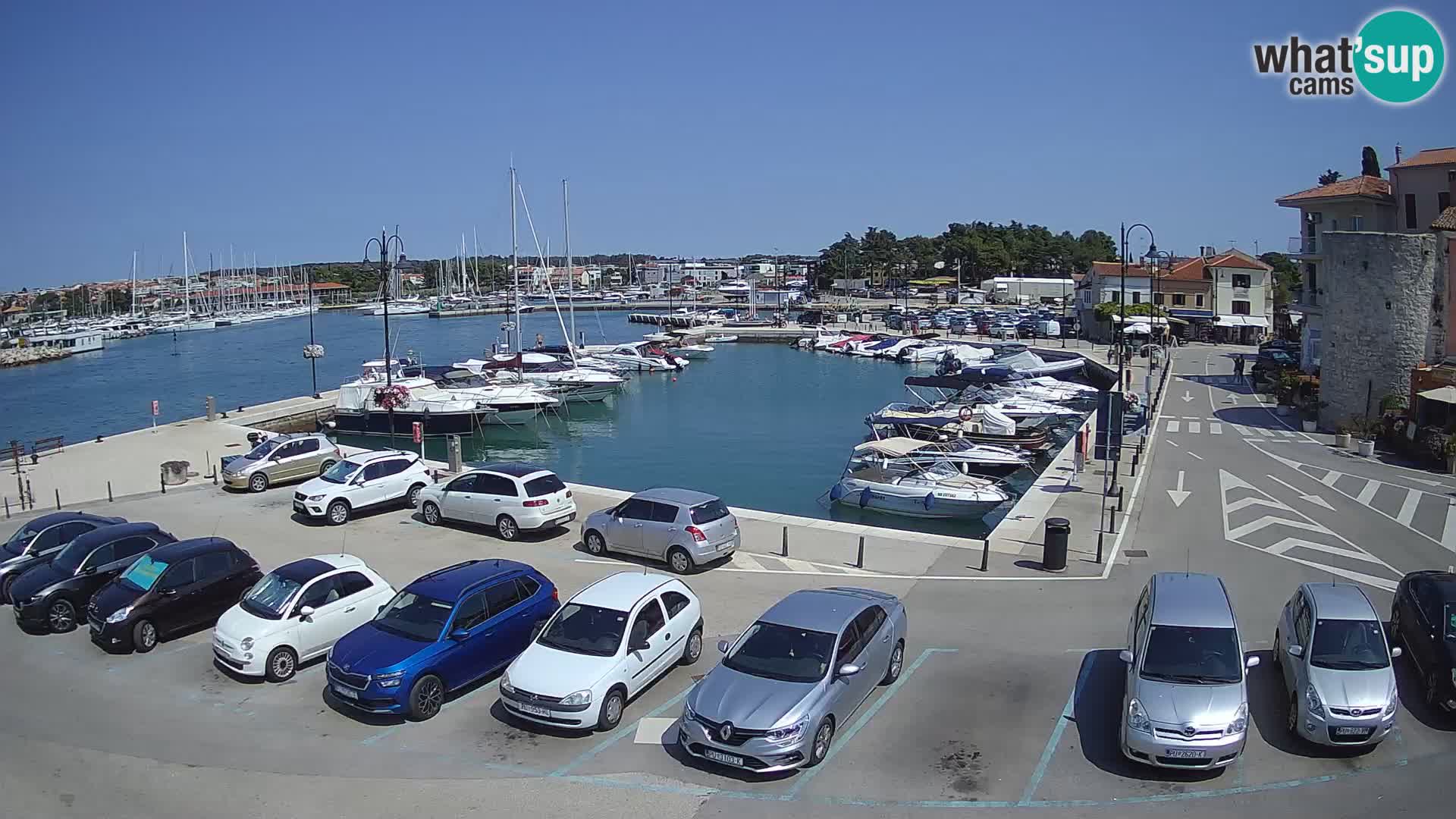 Novigrad | Porporela marina