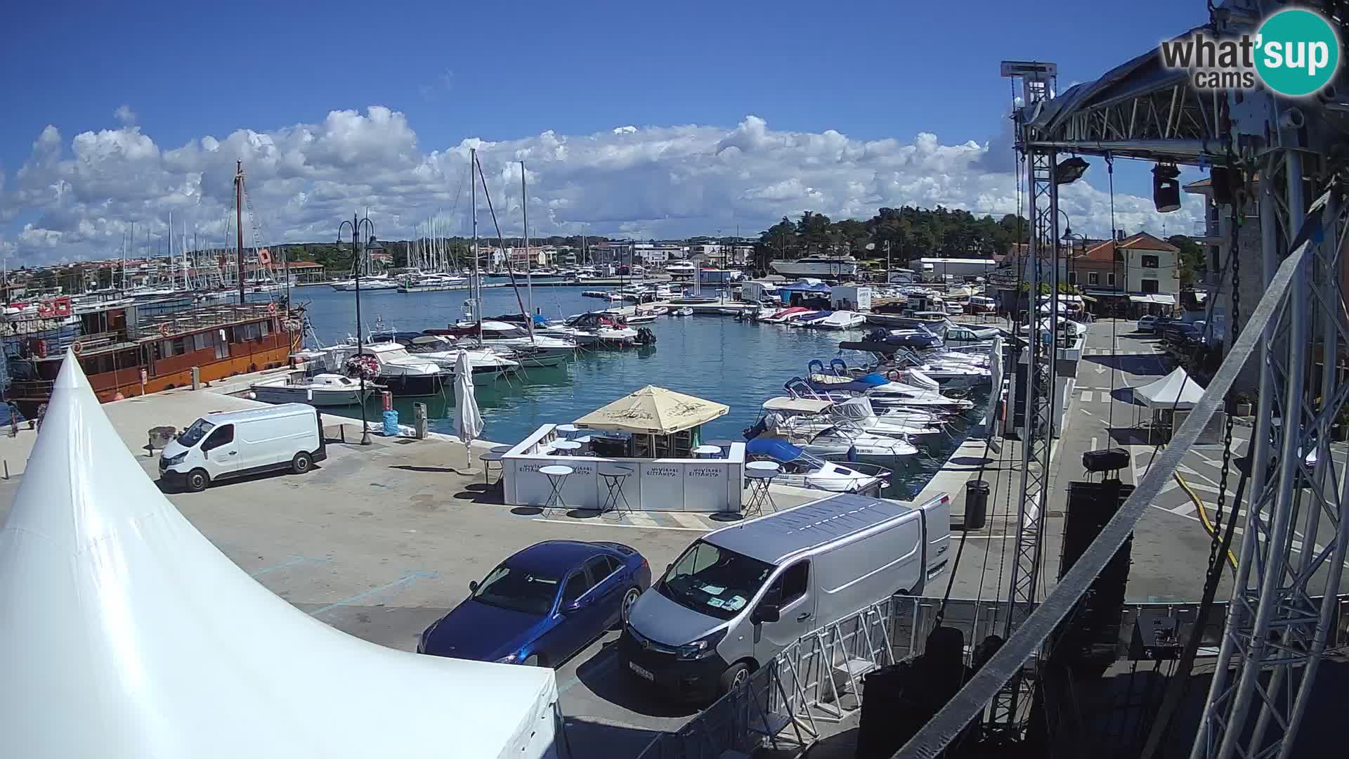 Novigrad | Porporela marina