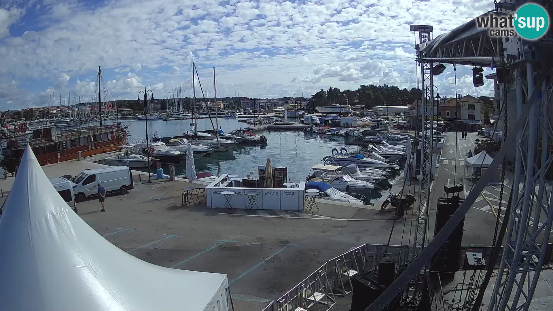 Novigrad | Porporela marina